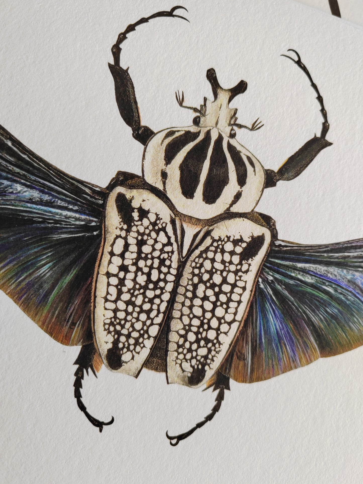 Goliathus meleagris A4 size limited edition art print