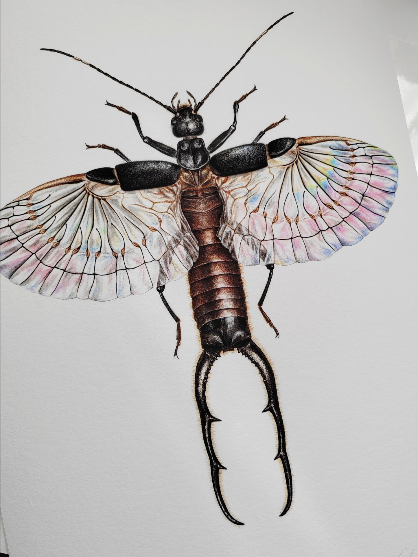 Adiathetus shelfordi Earwig A4 size limited edition art print