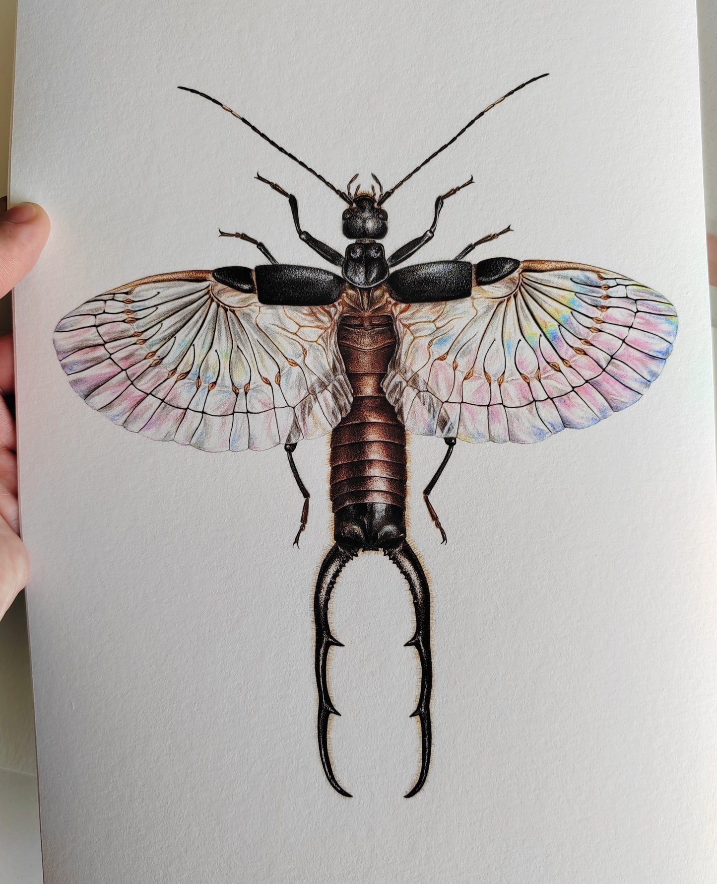 Adiathetus shelfordi Earwig A4 size limited edition art print