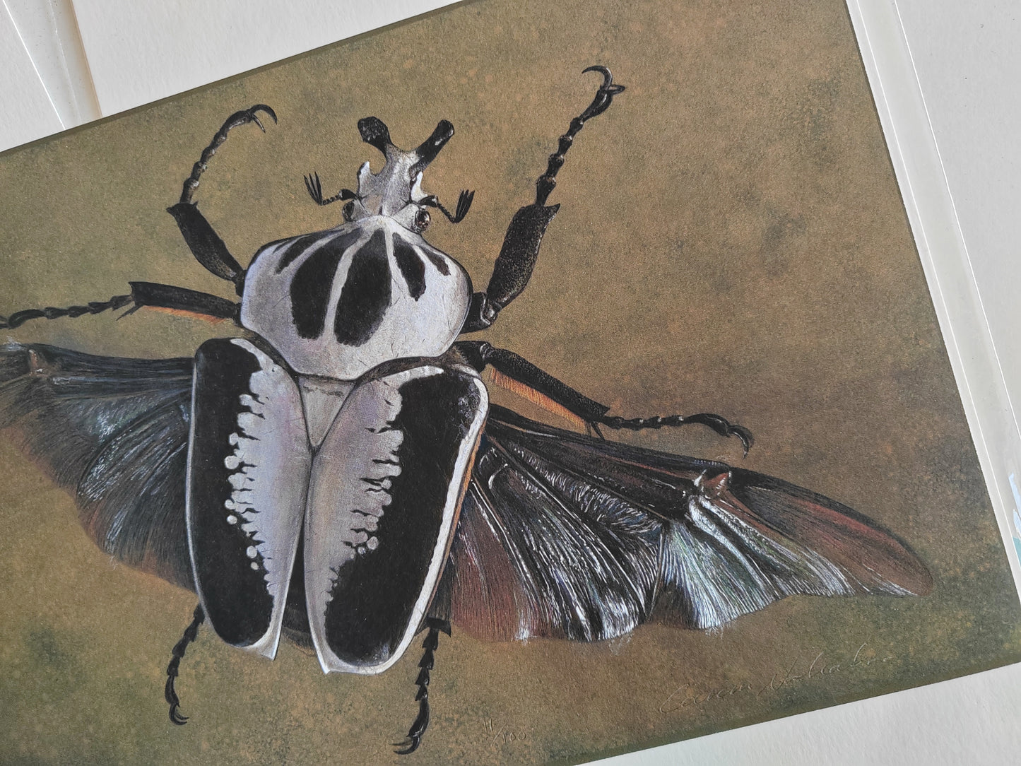 Goliathus regius in flight - limited edition A4 size print Goliath Beetle