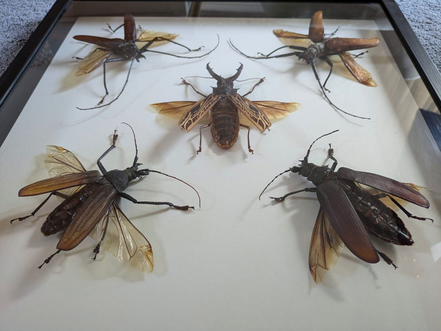 Giant Longhorn Beetles frame - rare giant specimens