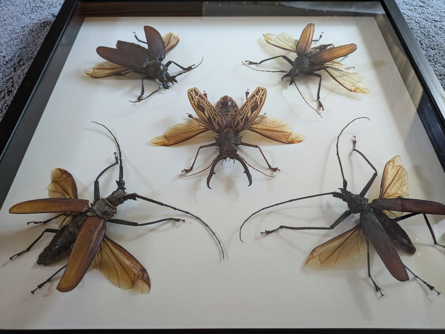 Giant Longhorn Beetles frame - rare giant specimens