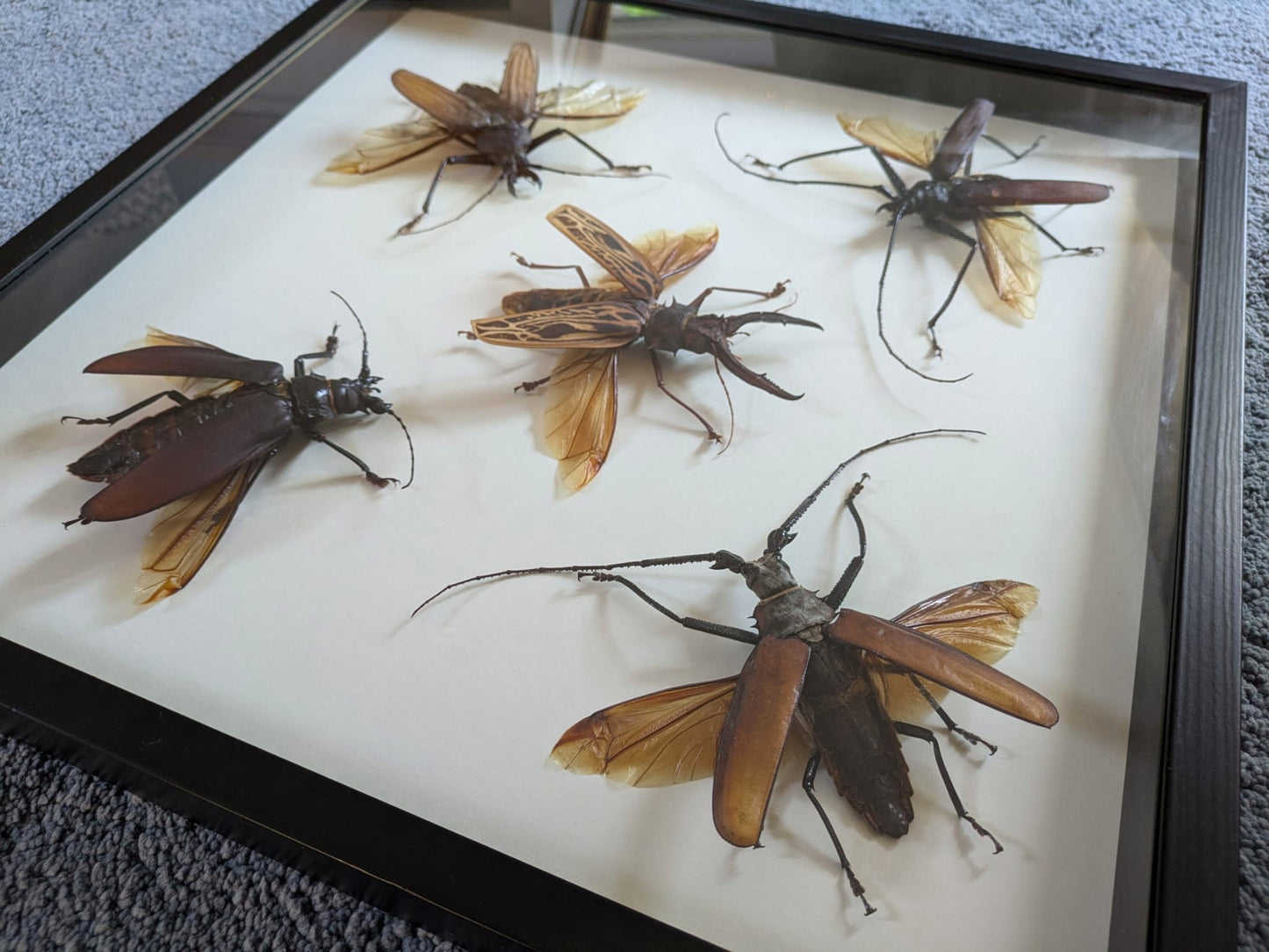 Giant Longhorn Beetles frame - rare giant specimens