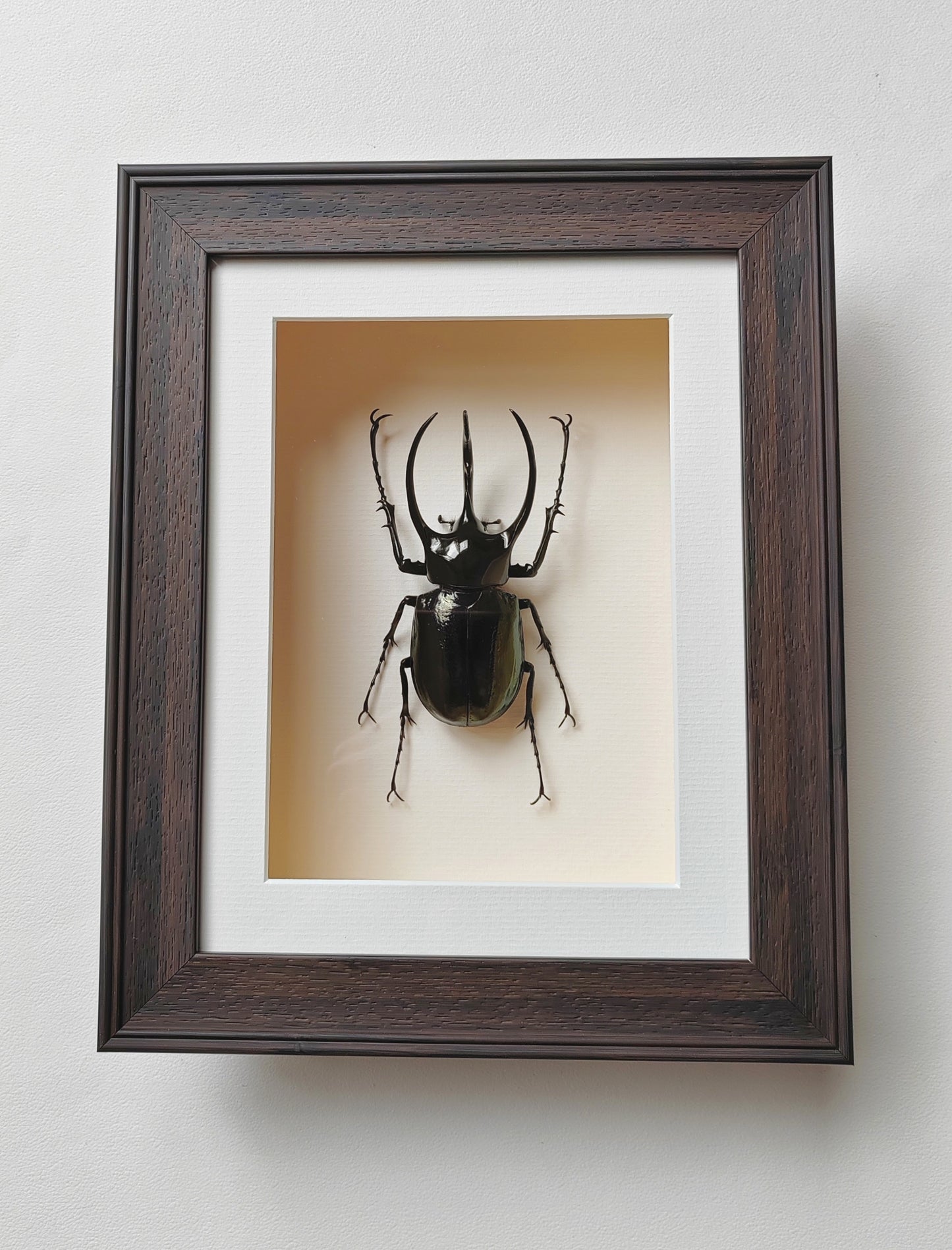 Framed Specimen - Chalcosoma chiron, huge male