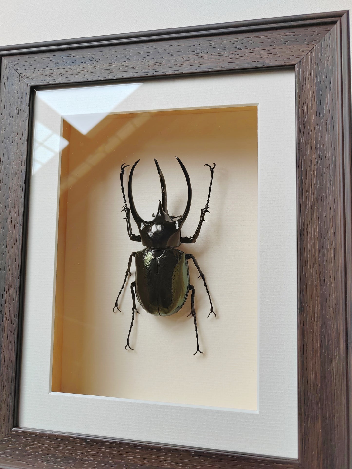 Framed Specimen - Chalcosoma chiron, huge male