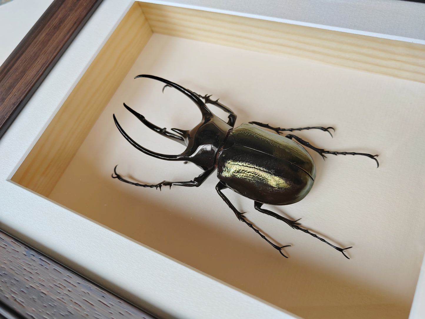 Framed Specimen - Chalcosoma chiron, huge male