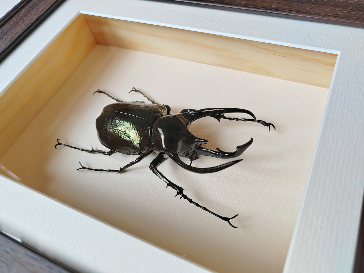 Framed Specimen - Chalcosoma chiron, huge male