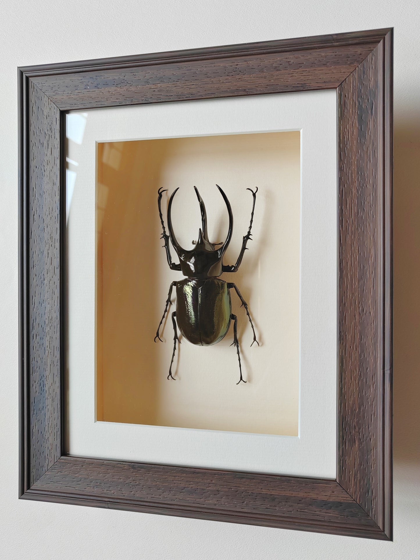 Framed Specimen - Chalcosoma chiron, huge male