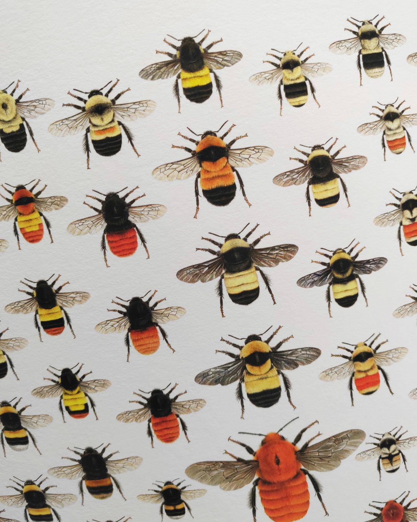 World Bumblebees, A3 size limited edition print, lifesize!