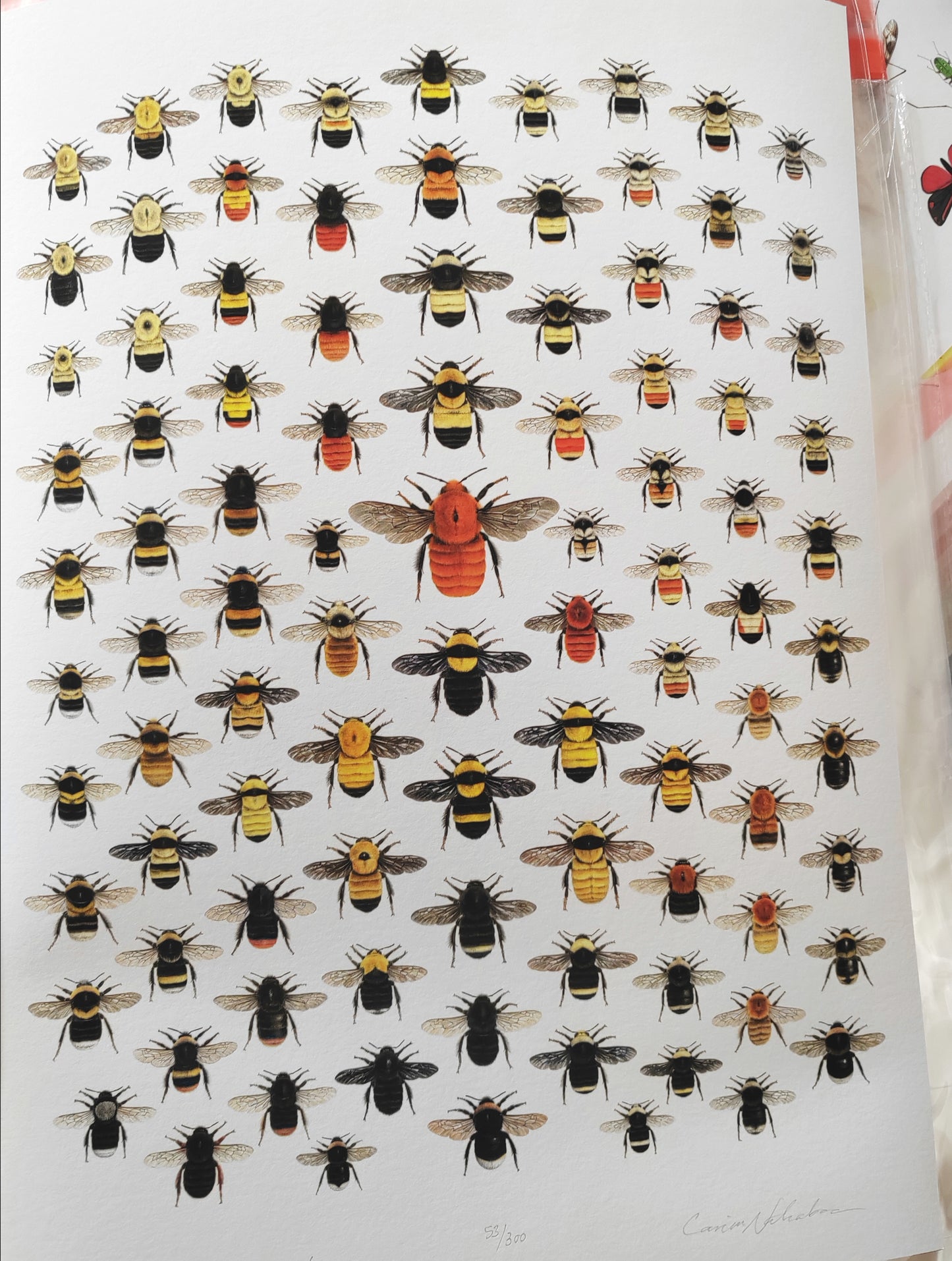 World Bumblebees, A3 size limited edition print, lifesize!