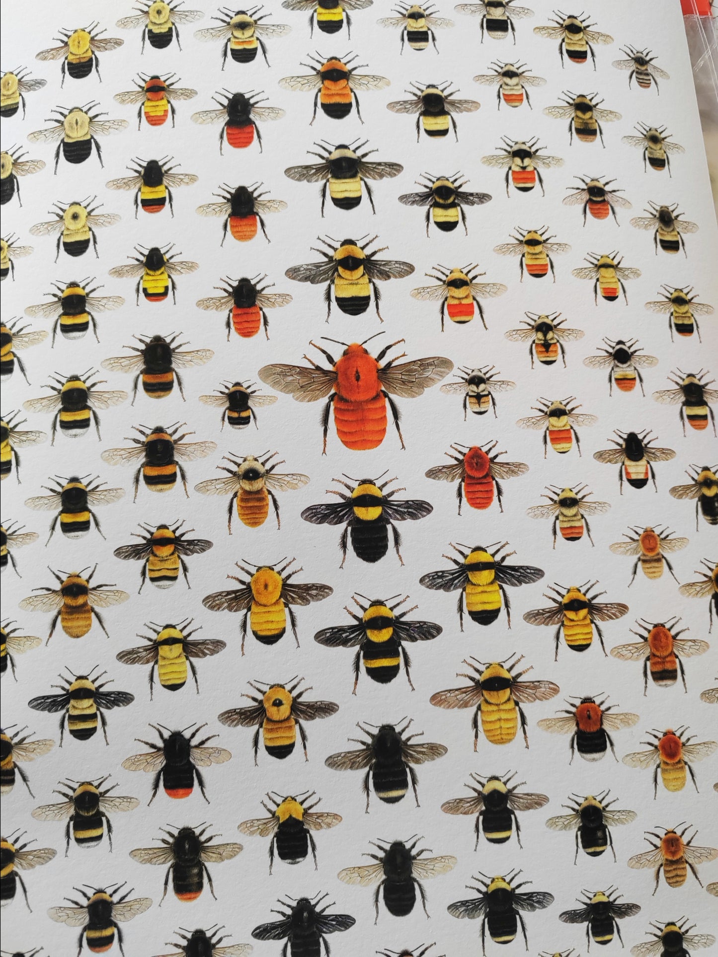 World Bumblebees, A3 size limited edition print, lifesize!