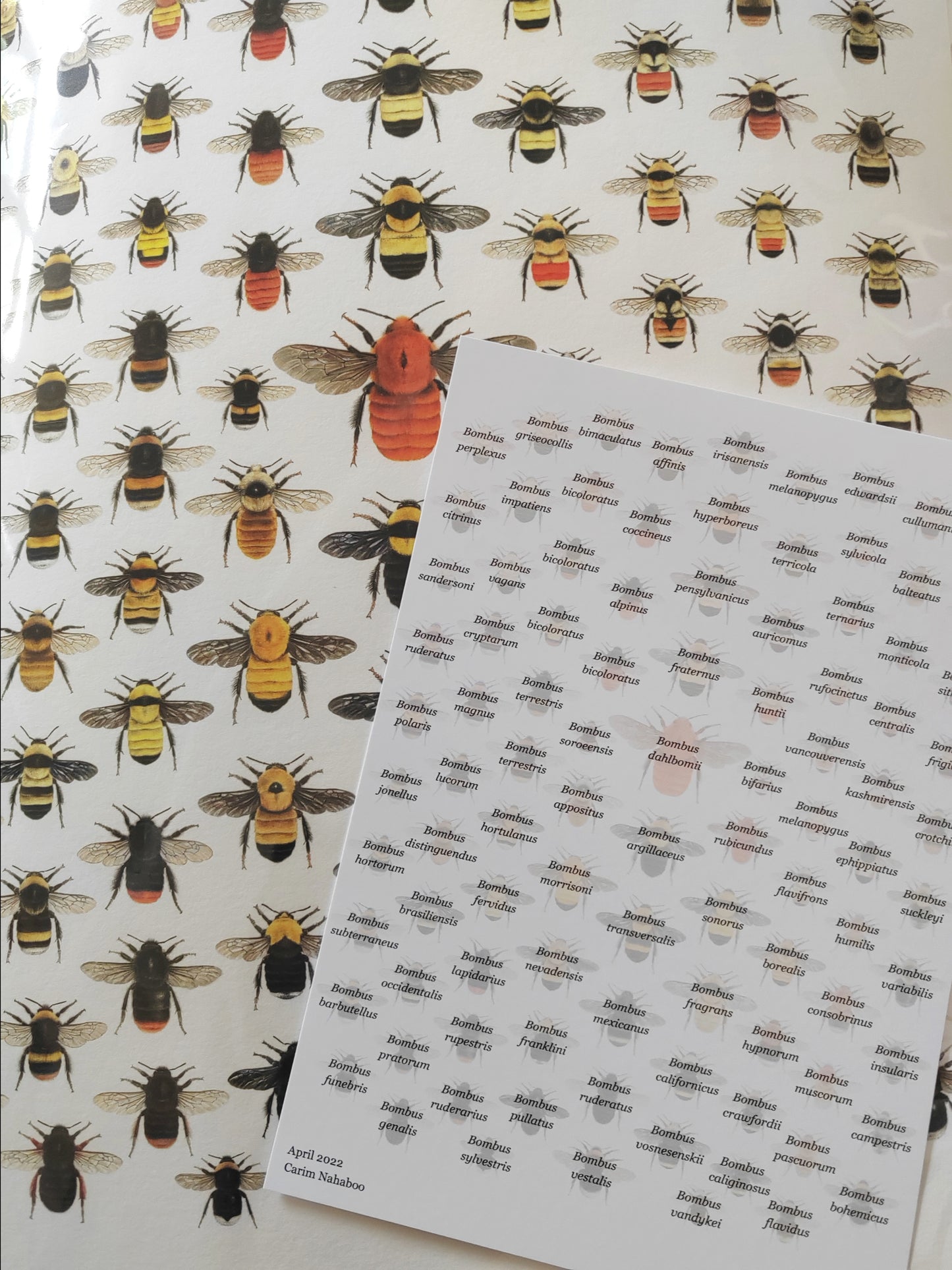 World Bumblebees, A3 size limited edition print, lifesize!