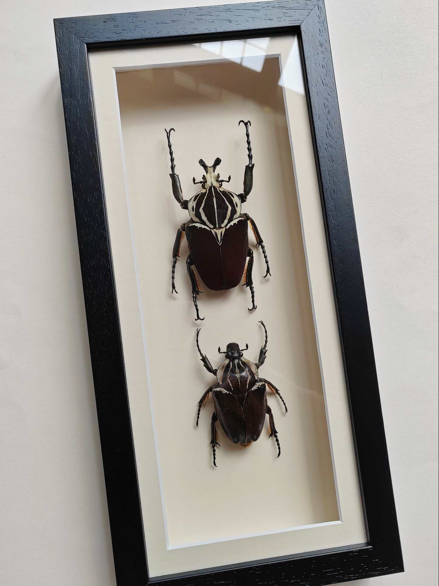Goliathus goliatus real framed specimens Male & female pair