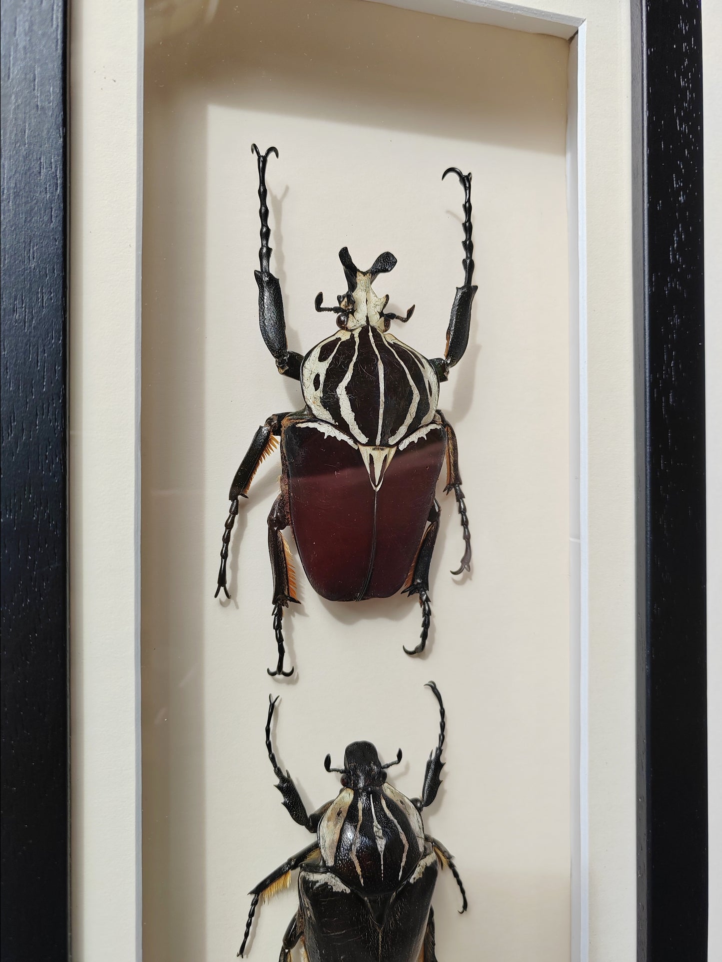Goliathus goliatus real framed specimens Male & female pair