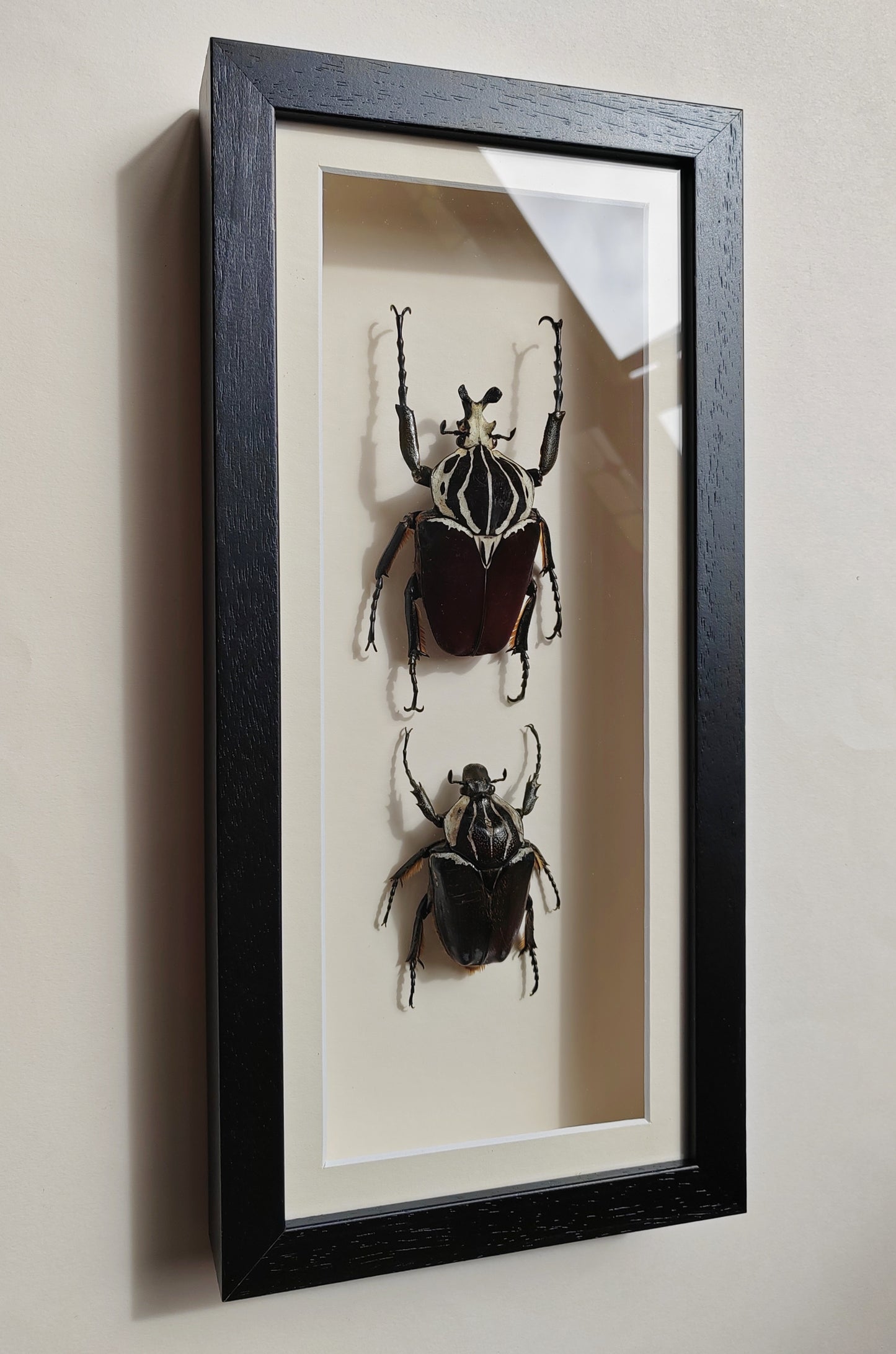 Goliathus goliatus real framed specimens Male & female pair