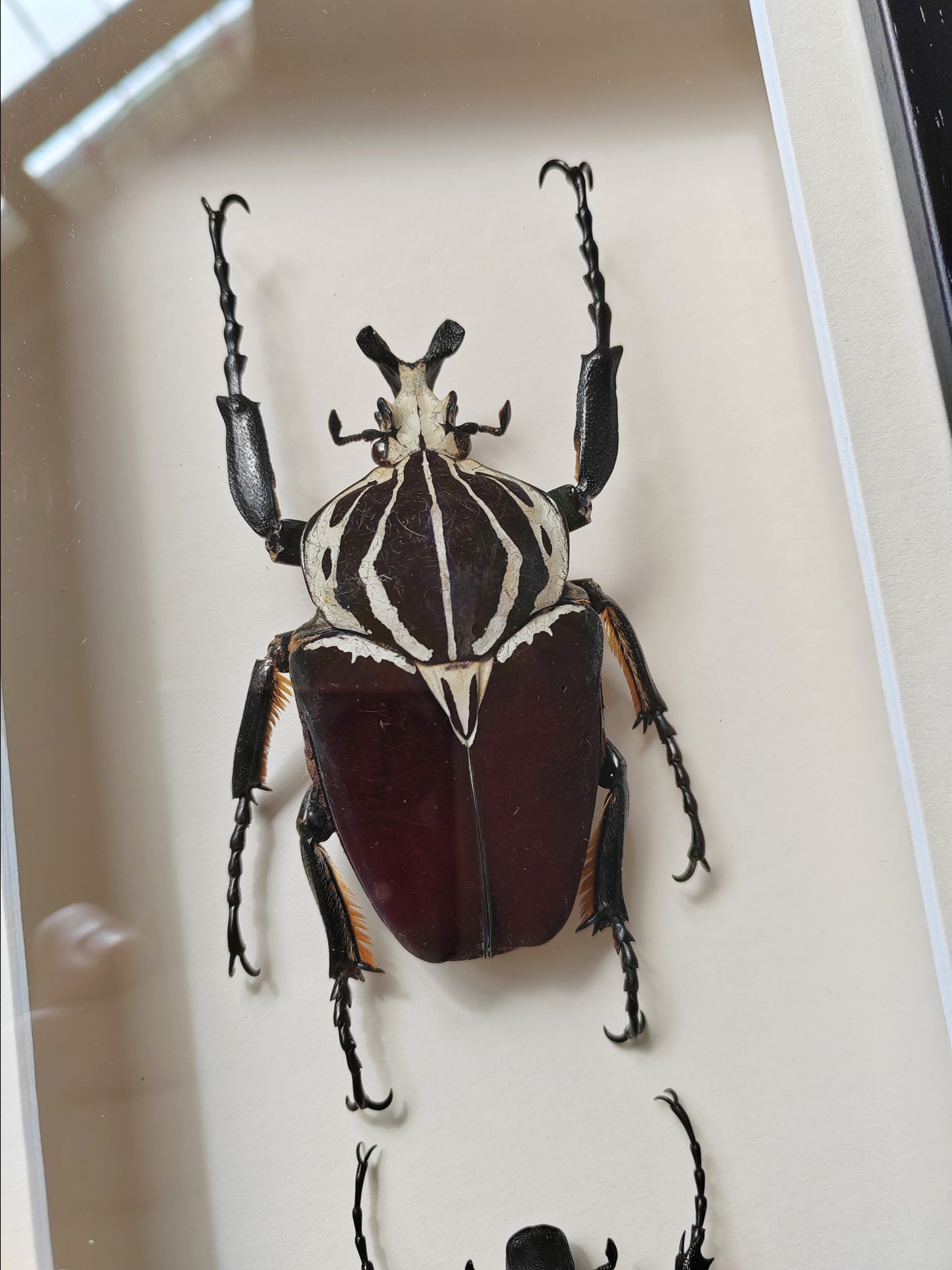 Goliathus goliatus real framed specimens Male & female pair