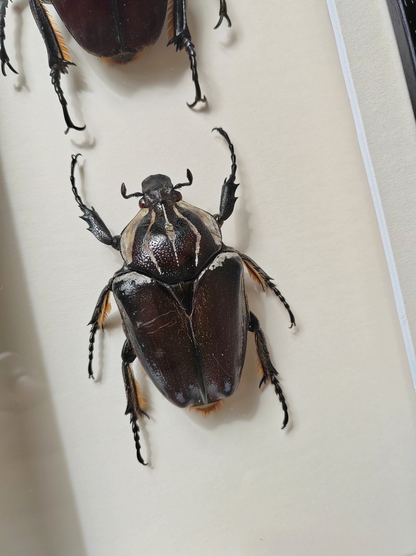 Goliathus goliatus real framed specimens Male & female pair