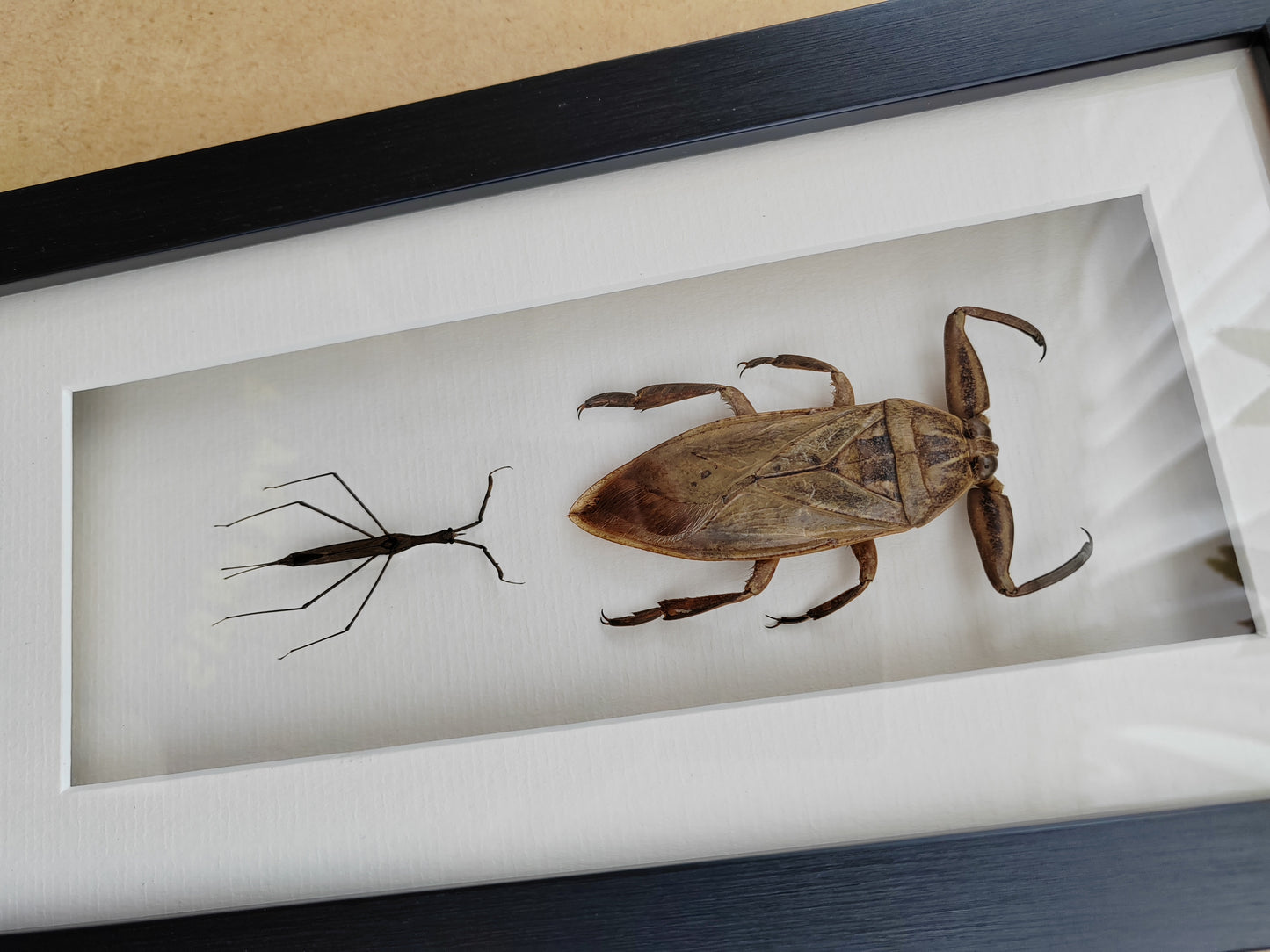 Framed Specimens - Giant Water Bug & Water Stick Insect
