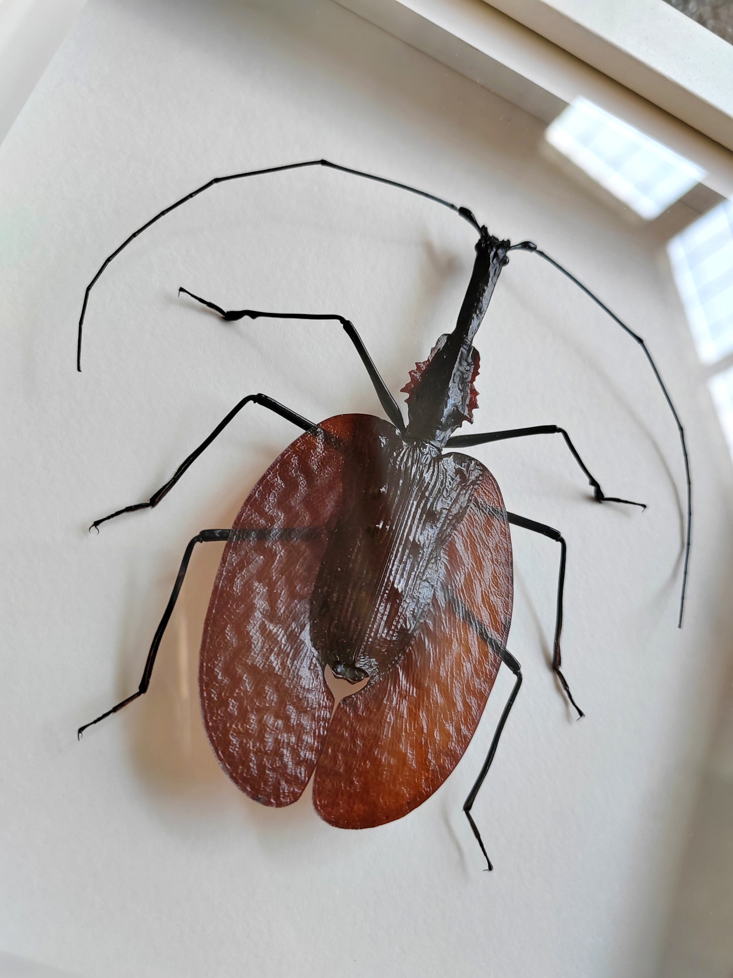Mormolyce phyllodes, Violin Beetle, real framed specimen
