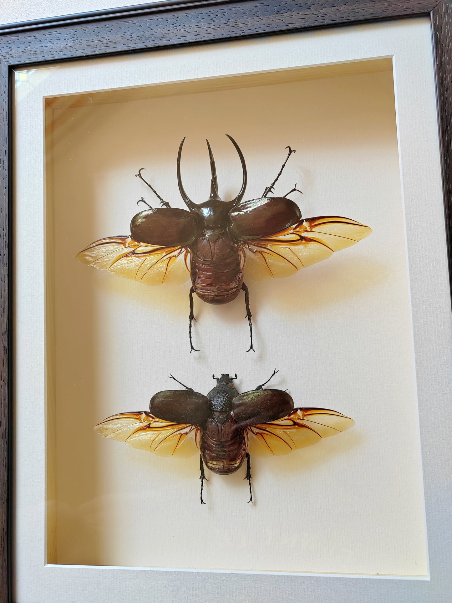 Chalcosoma chiron XL male & female pair, real framed specimens Atlas beetle