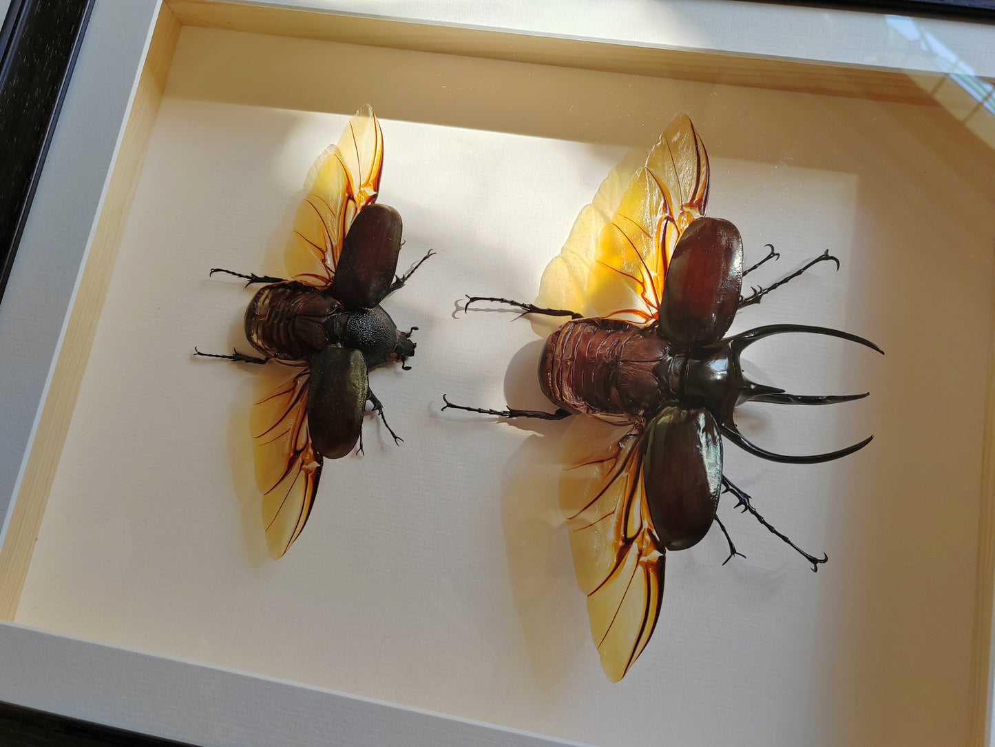 Chalcosoma chiron XL male & female pair, real framed specimens Atlas beetle