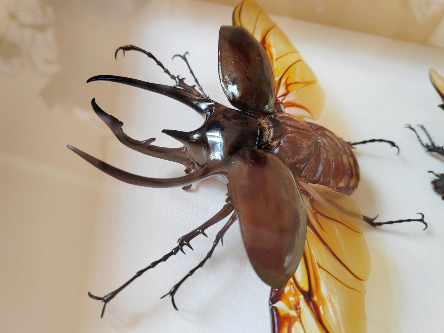 Chalcosoma chiron XL male & female pair, real framed specimens Atlas beetle