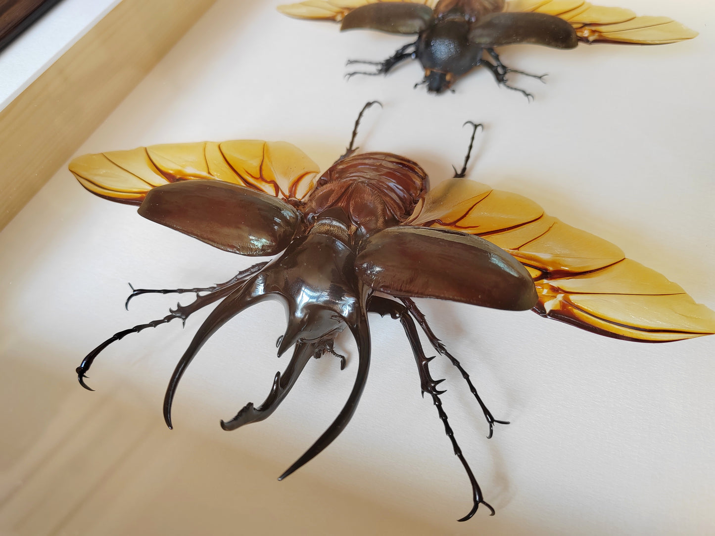 Chalcosoma chiron XL male & female pair, real framed specimens Atlas beetle