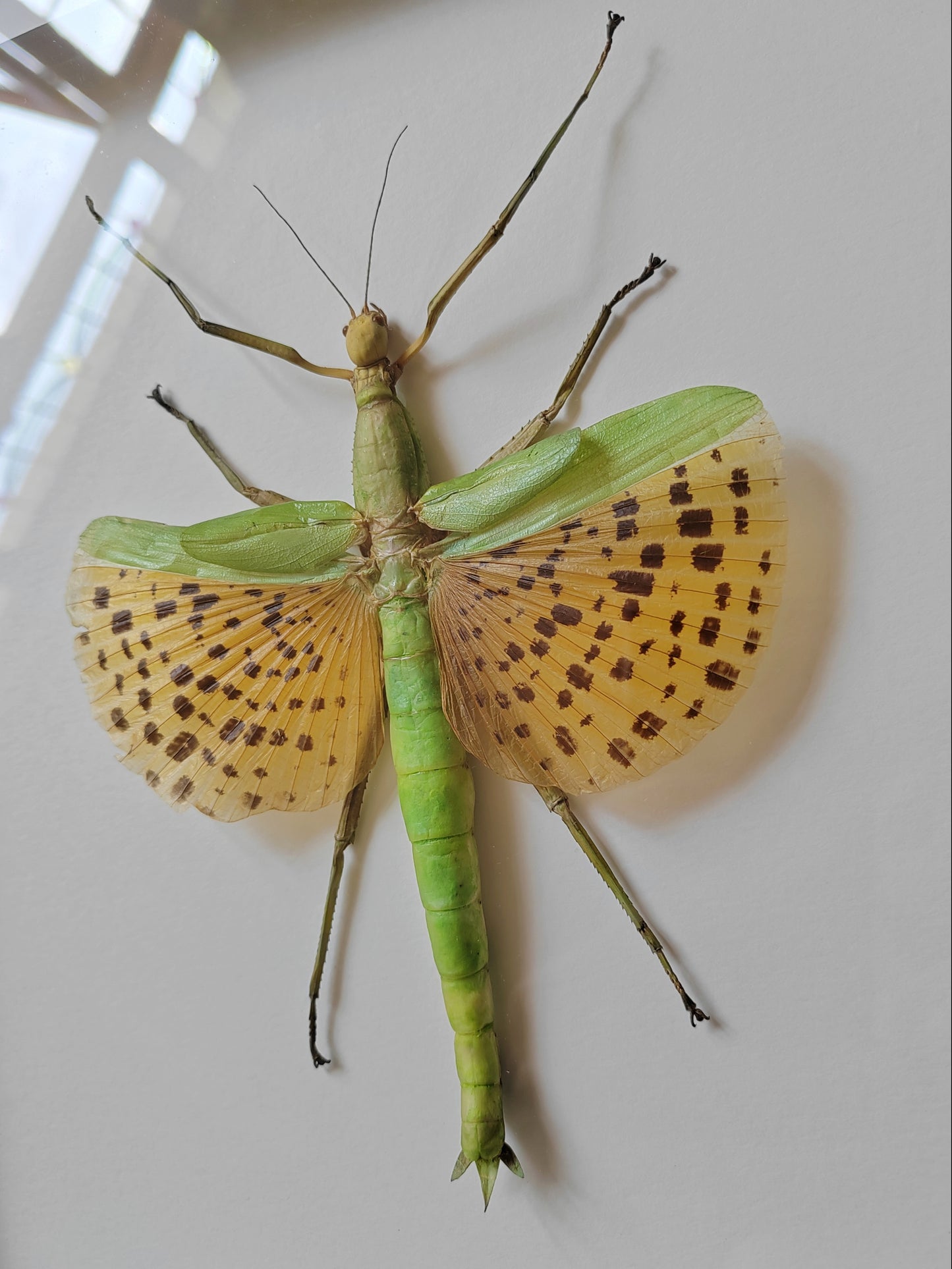 Paracyphocrania major, large winged stick insect real framed specimen