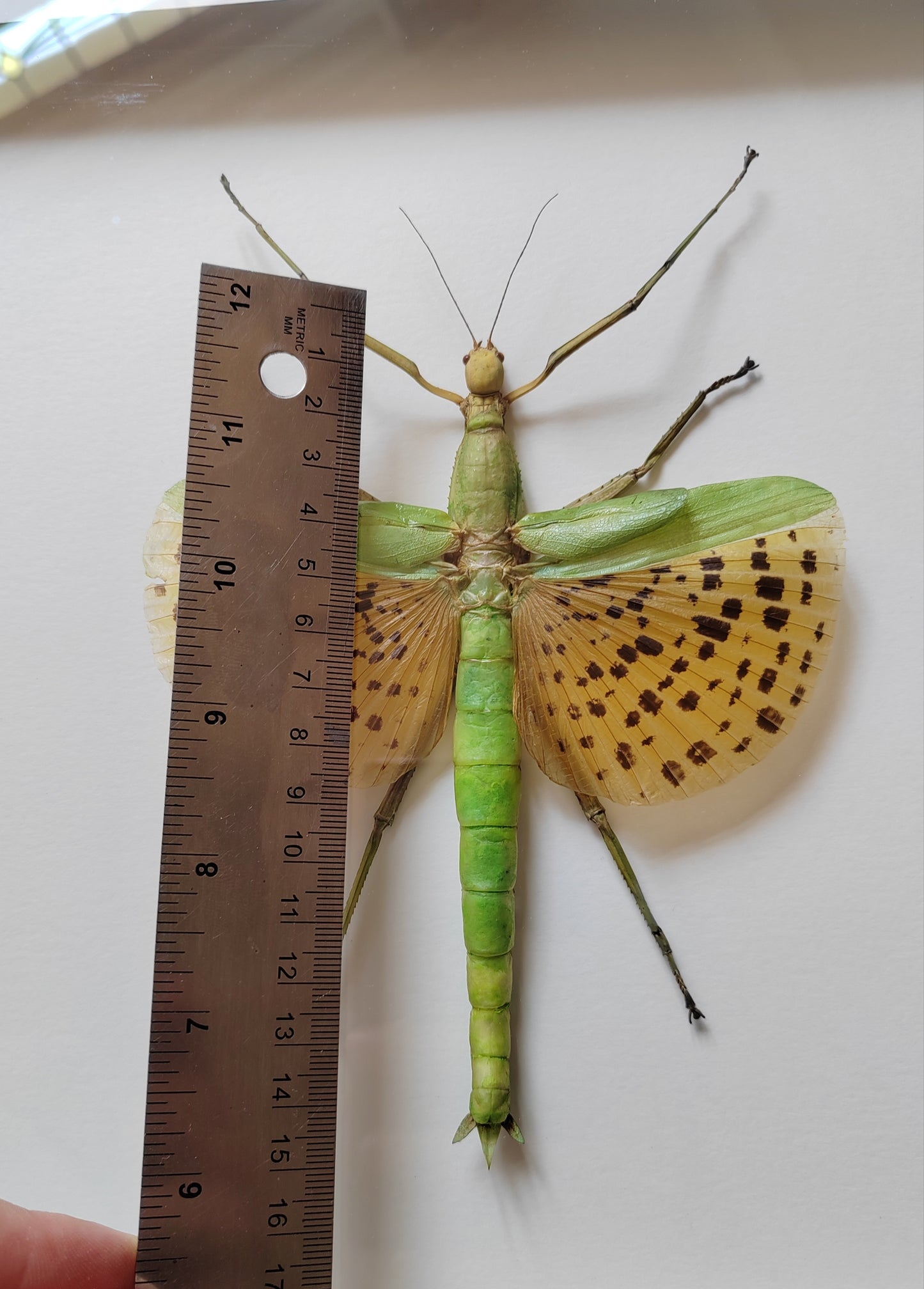 Paracyphocrania major, large winged stick insect real framed specimen