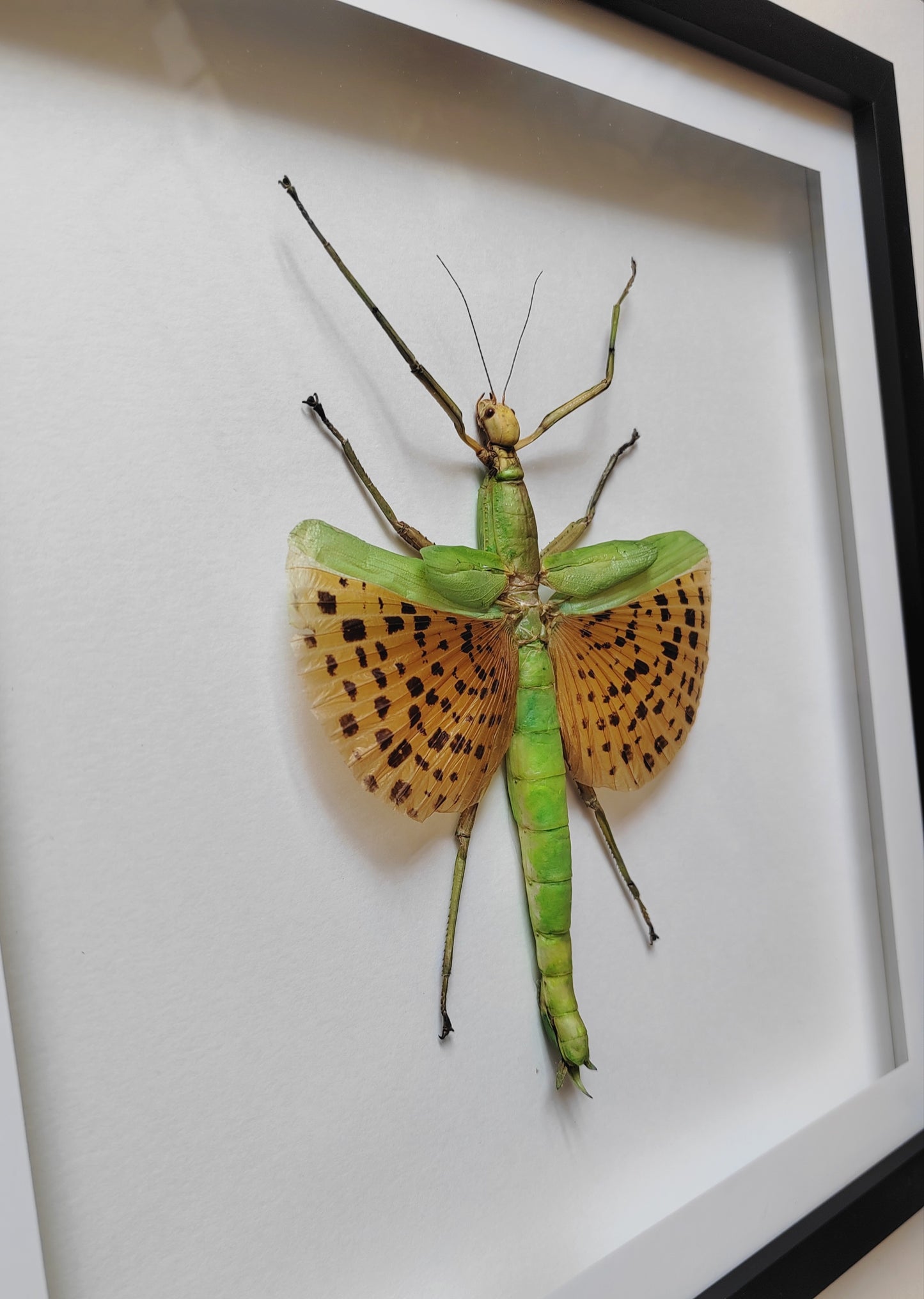 Paracyphocrania major, large winged stick insect real framed specimen