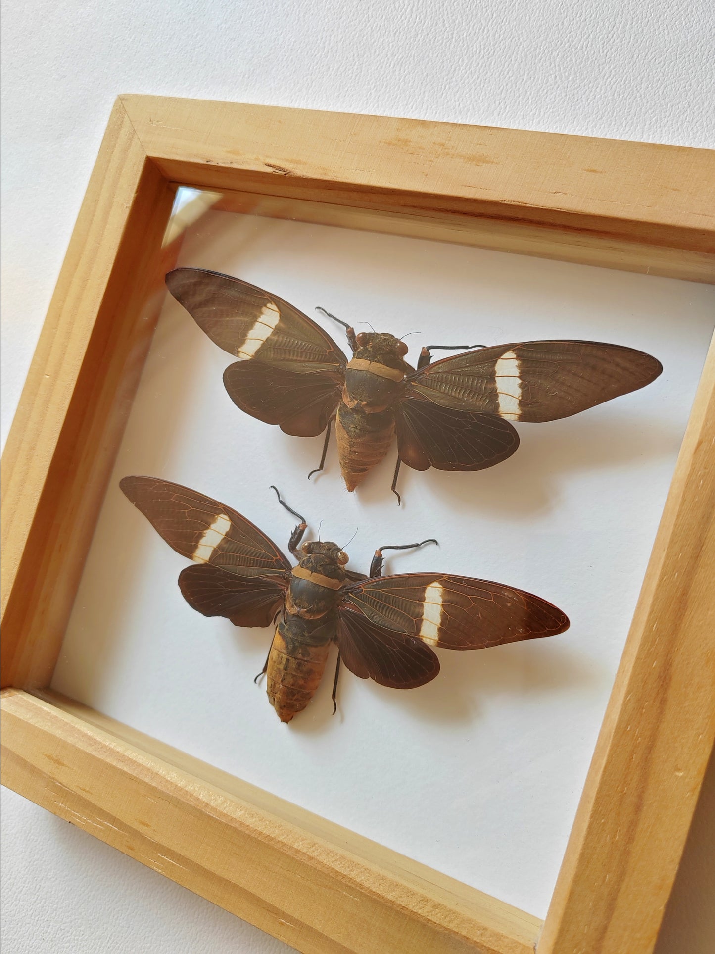 Tosena albata female & male pair, real framed cicada specimens.