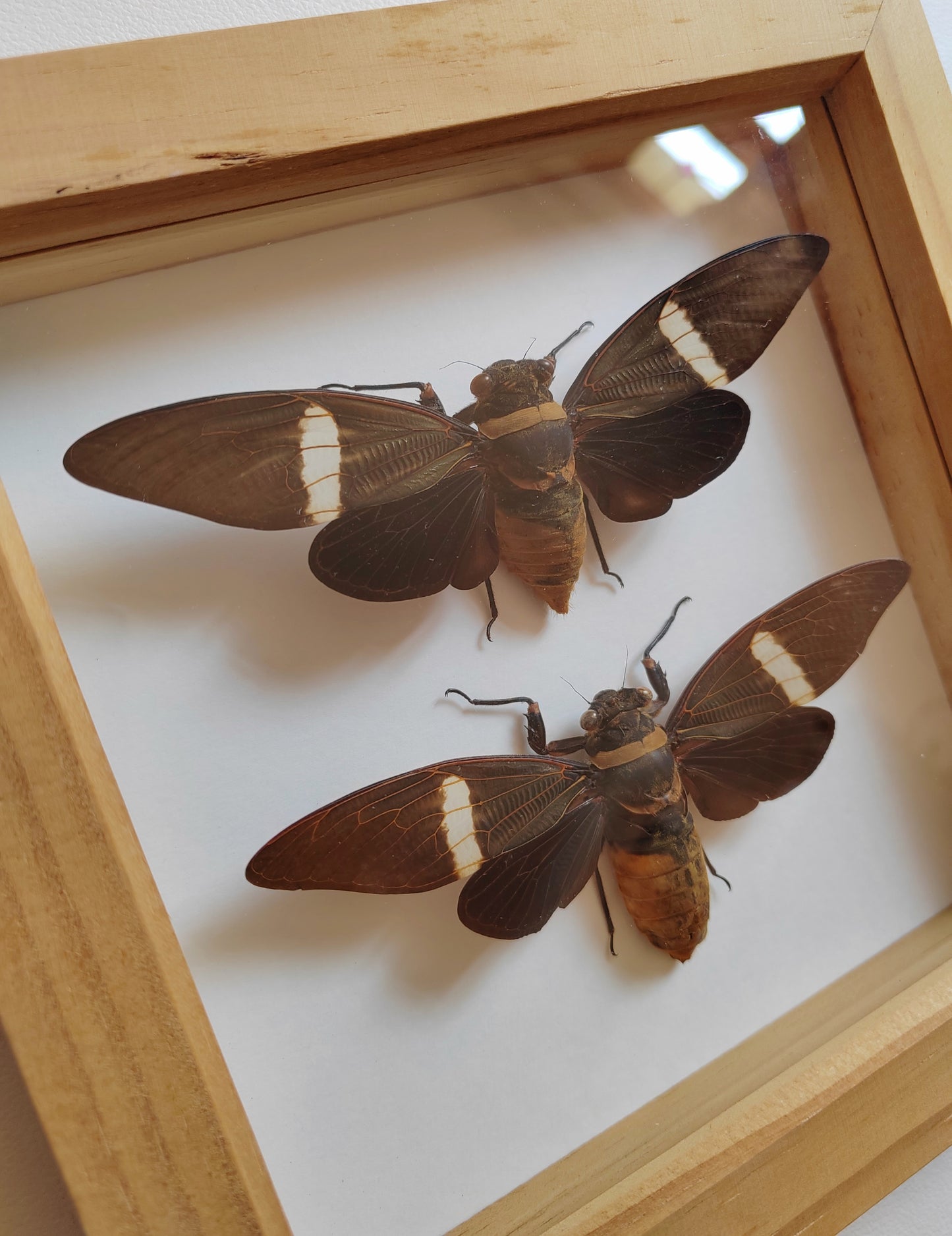 Tosena albata female & male pair, real framed cicada specimens.