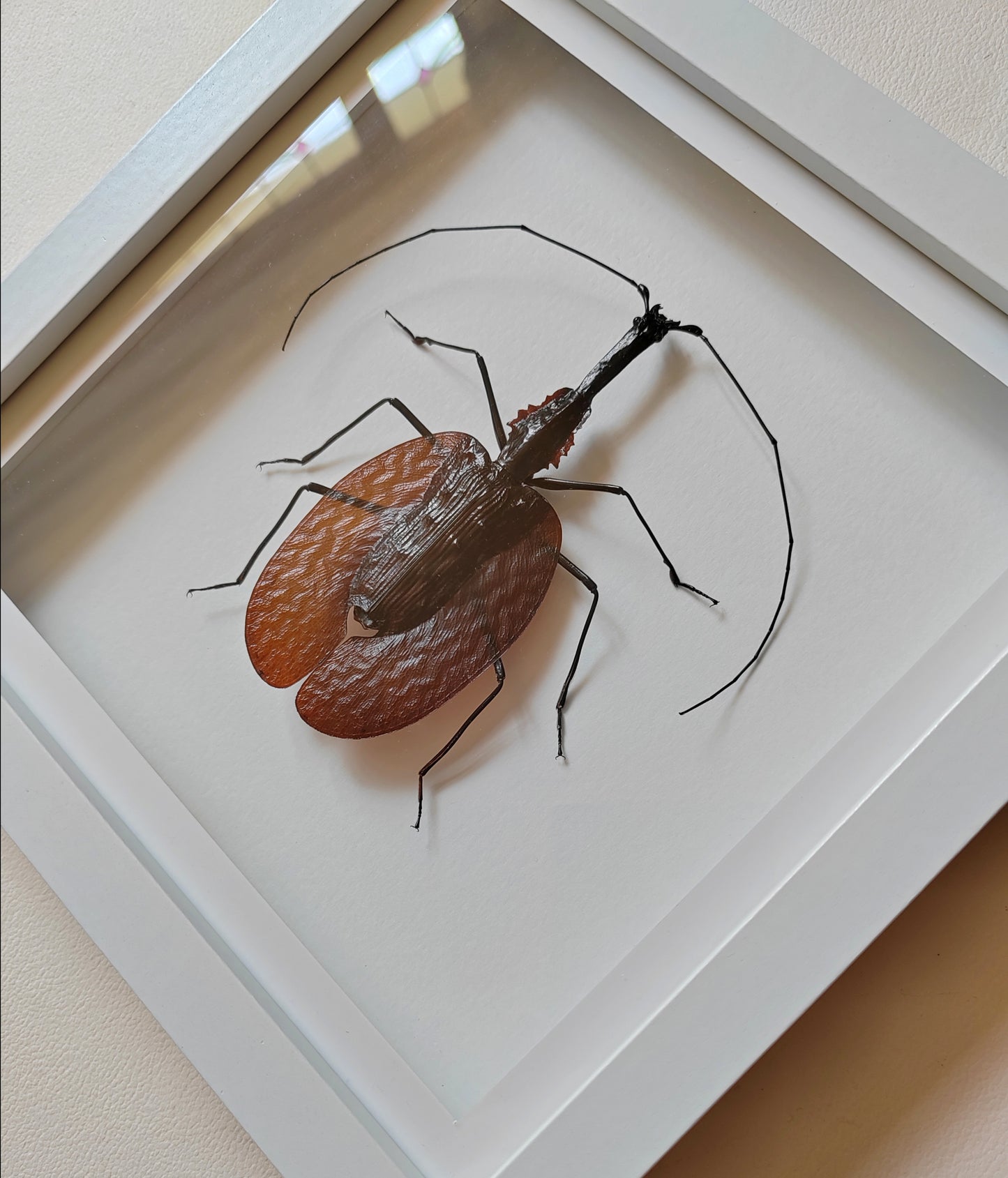 Mormolyce phyllodes, Violin Beetle, real framed specimen