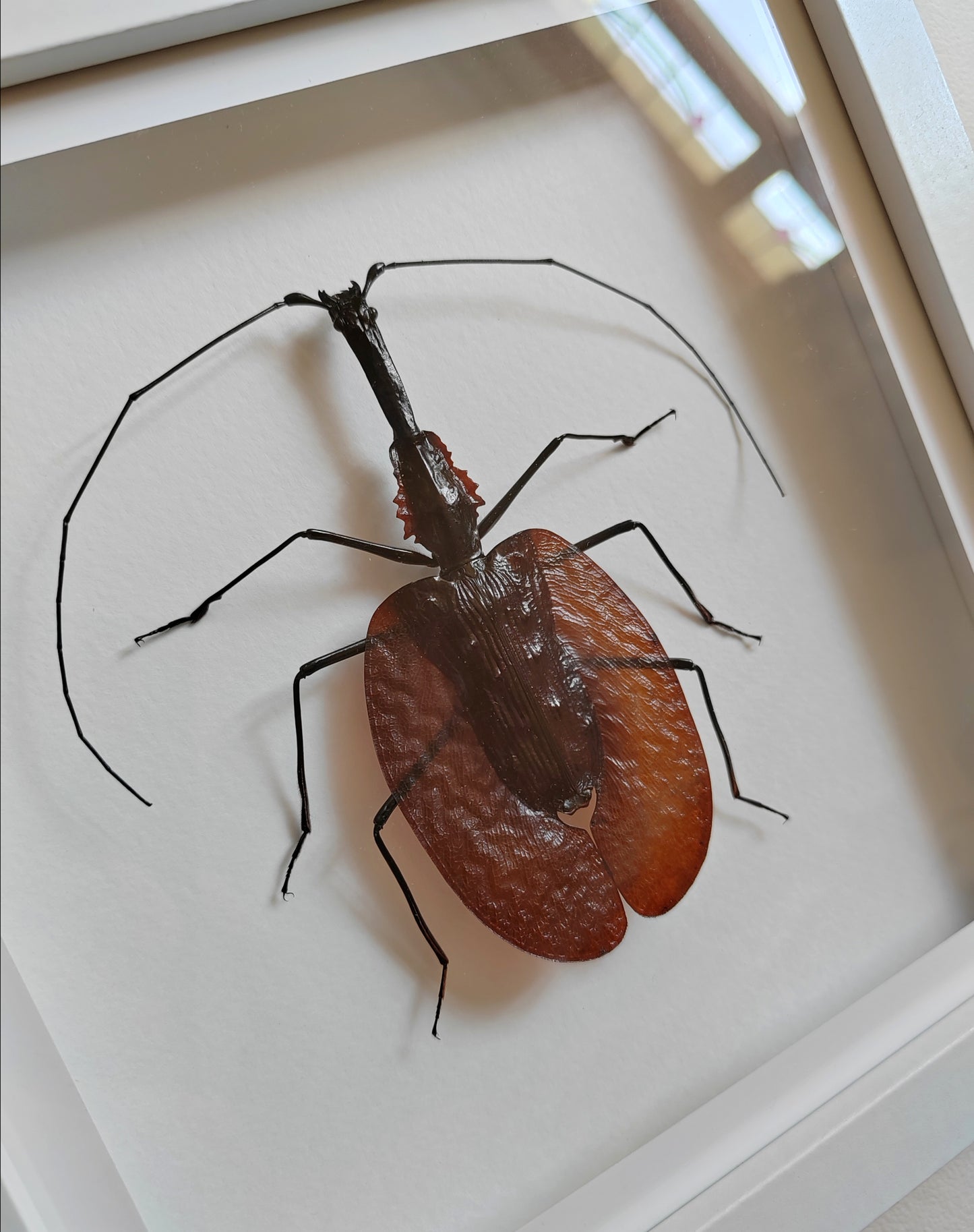 Mormolyce phyllodes, Violin Beetle, real framed specimen