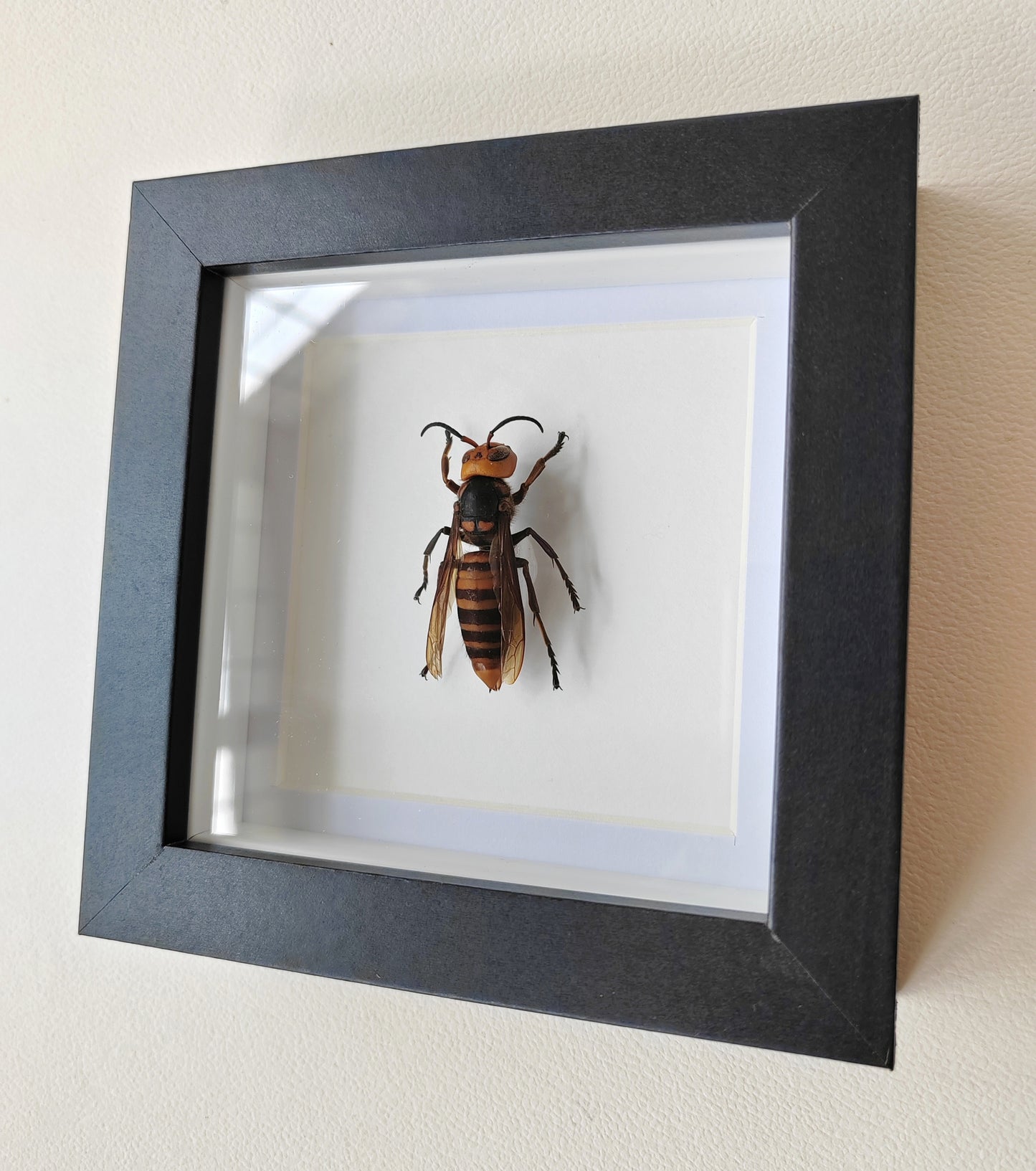 Vespa mandarinia worker, Giant Asian Hornet in square frame. Real specimen