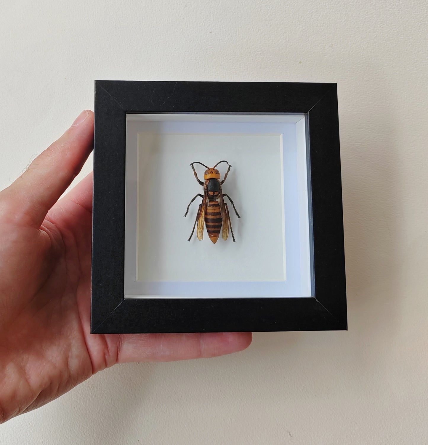 Vespa mandarinia worker, Giant Asian Hornet in square frame. Real specimen