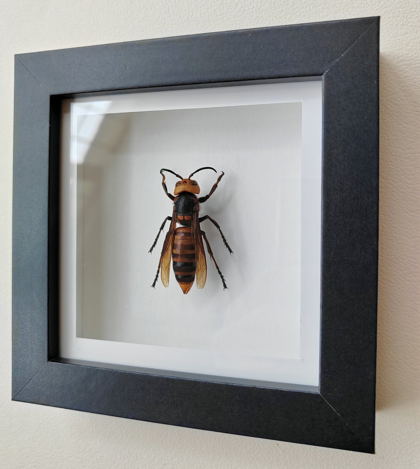 Vespa mandarinia worker, Giant Asian Hornet in square frame. Real specimen