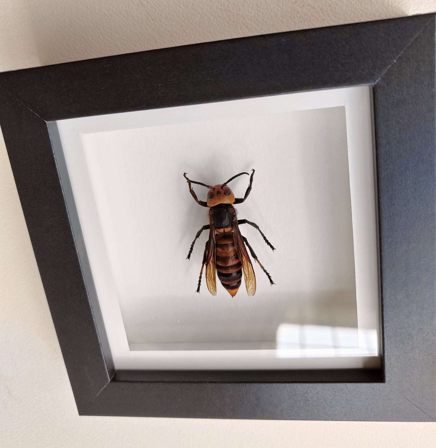 Vespa mandarinia worker, Giant Asian Hornet in square frame. Real specimen