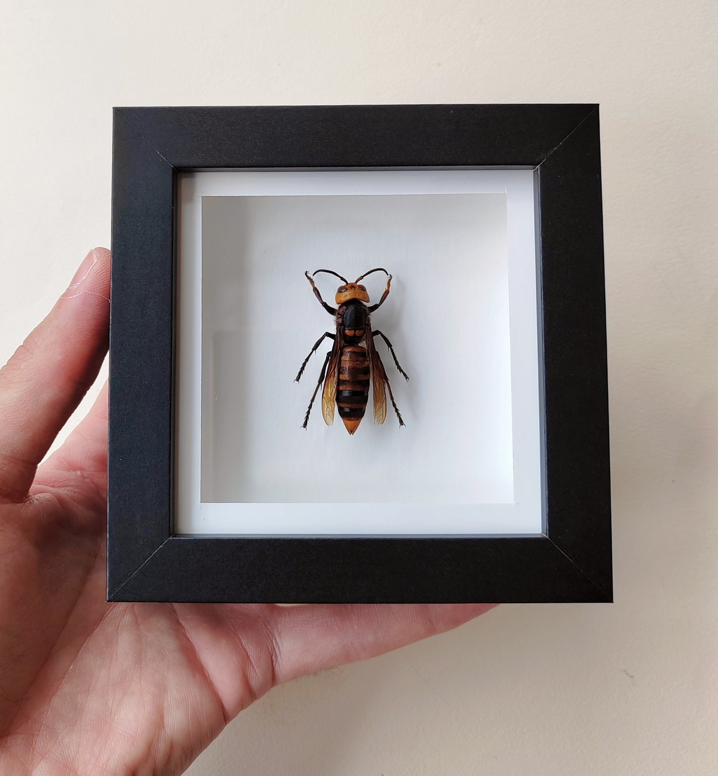 Vespa mandarinia worker, Giant Asian Hornet in square frame. Real specimen
