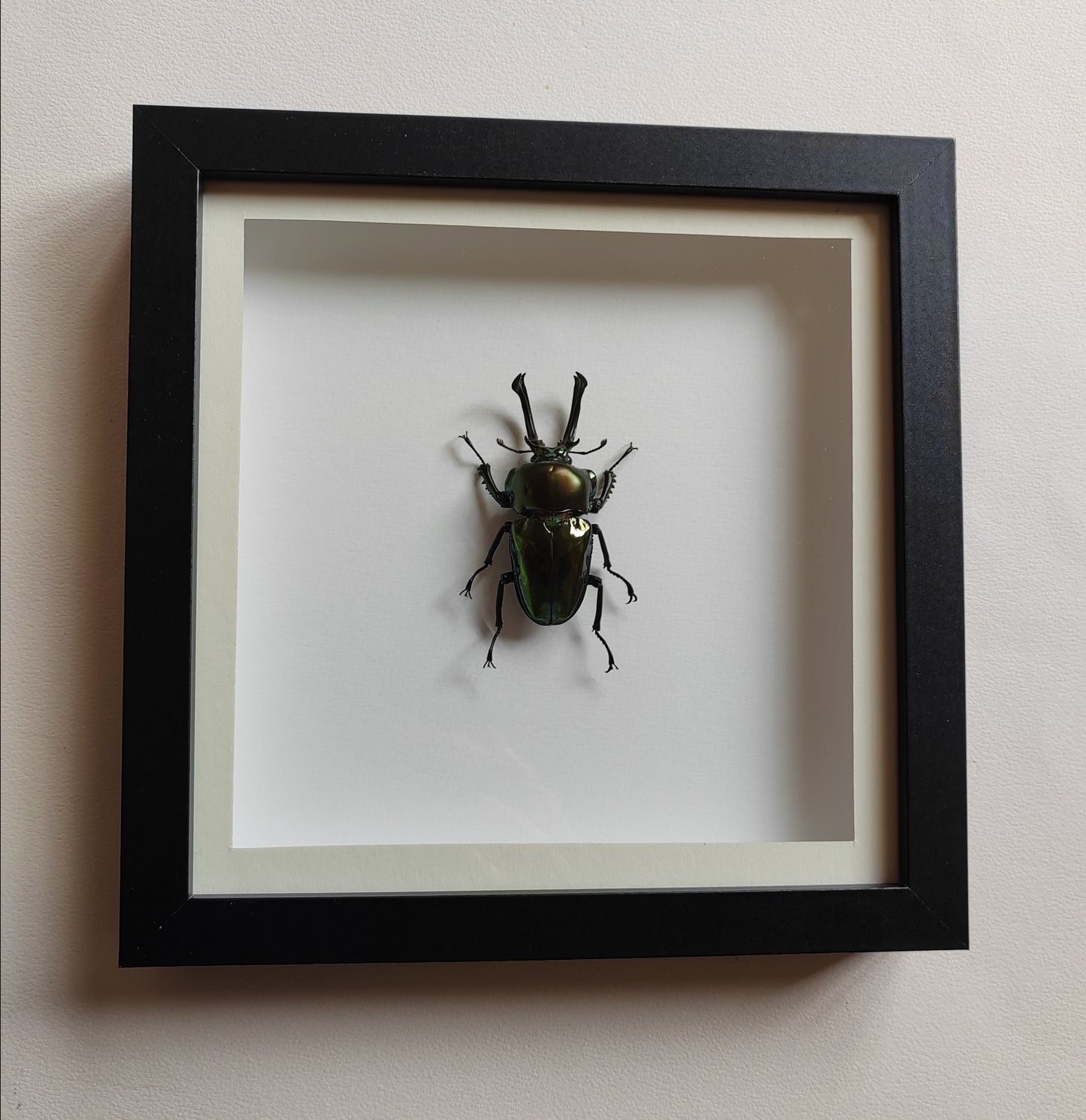 Phalacrognathus muelleri large green form male, real framed specimen