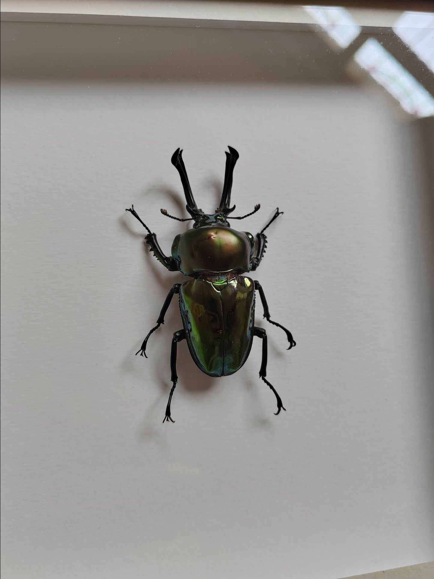 Phalacrognathus muelleri large green form male, real framed specimen