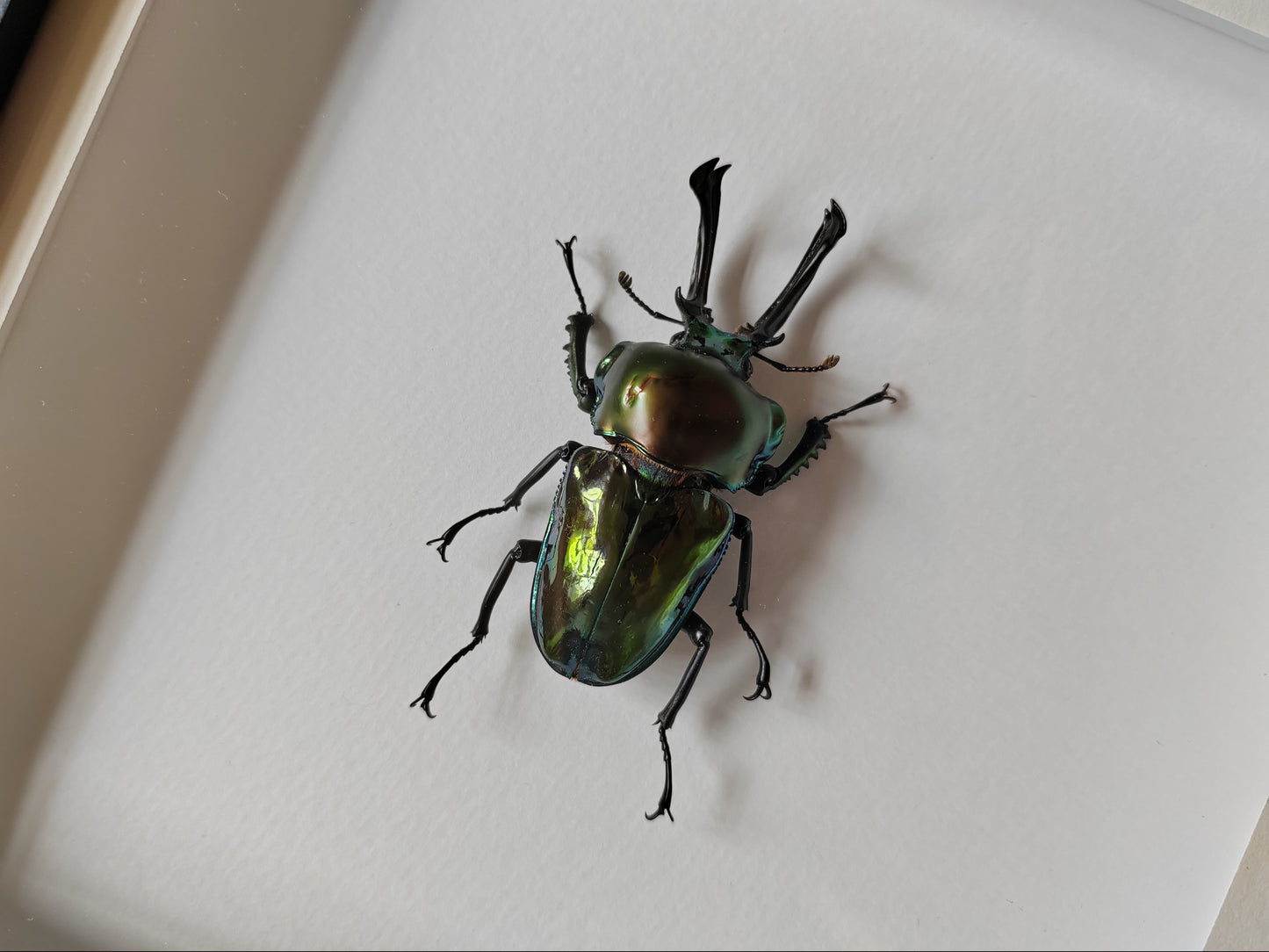 Phalacrognathus muelleri large green form male, real framed specimen
