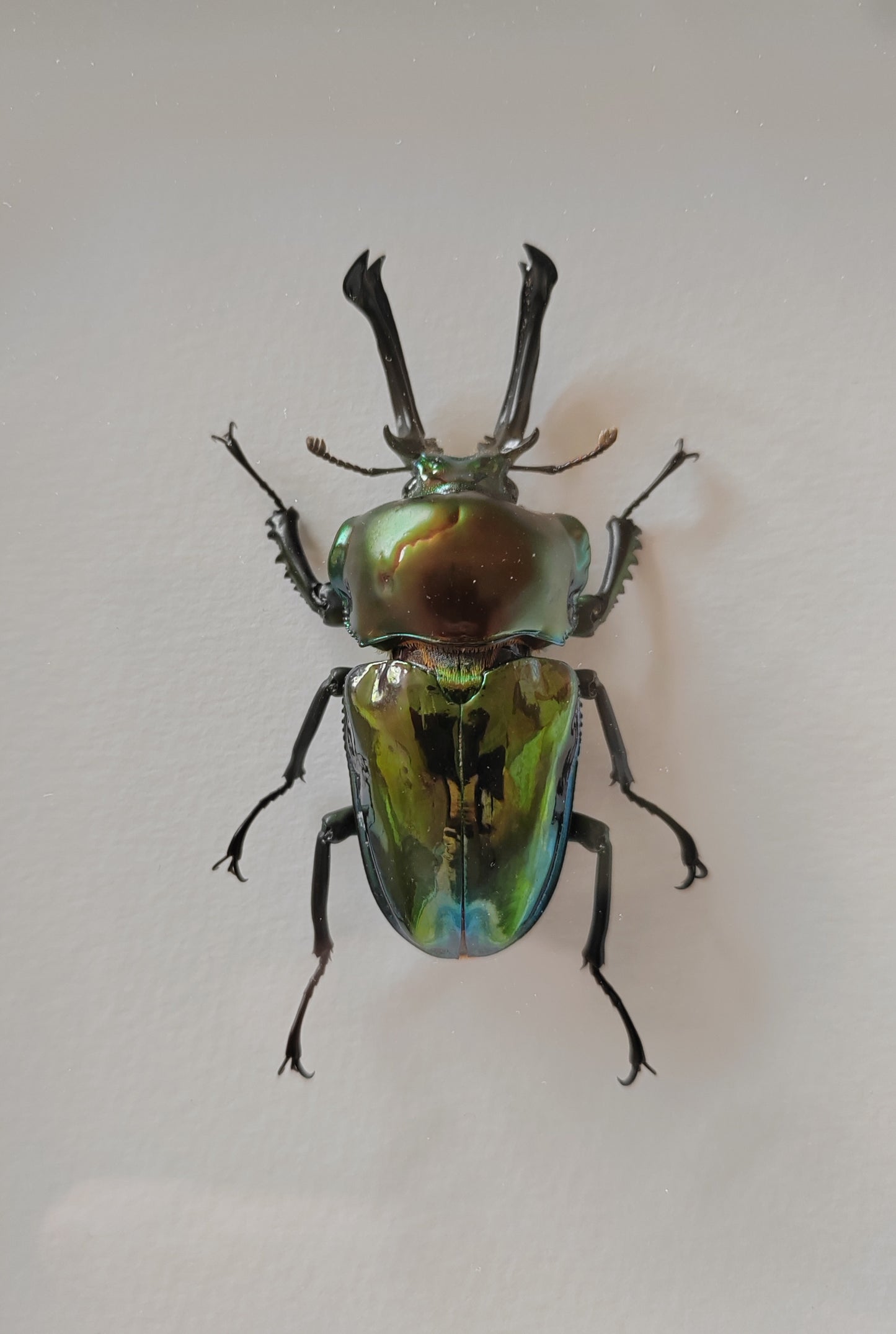 Phalacrognathus muelleri large green form male, real framed specimen
