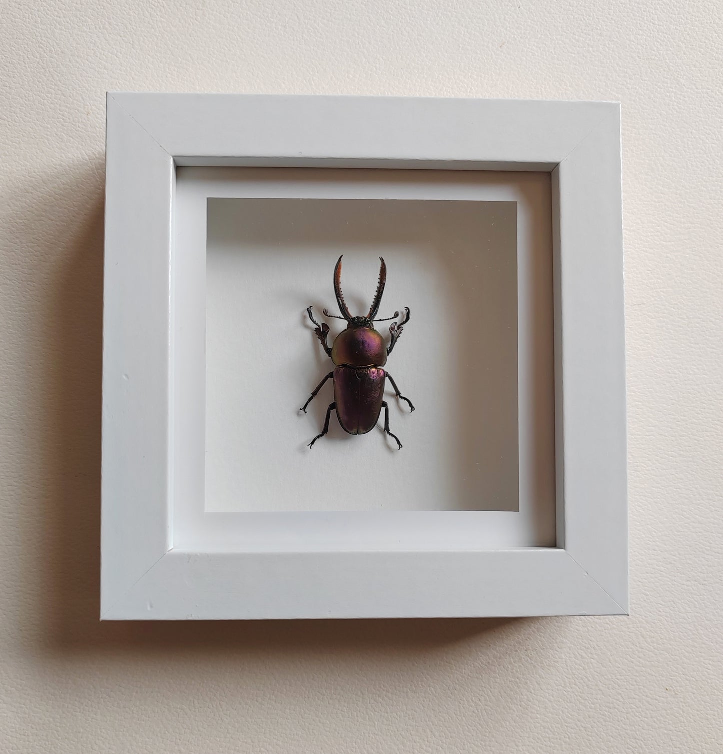Lamprima adolphinae, rare purple colour form! Real framed stag beetle specimen