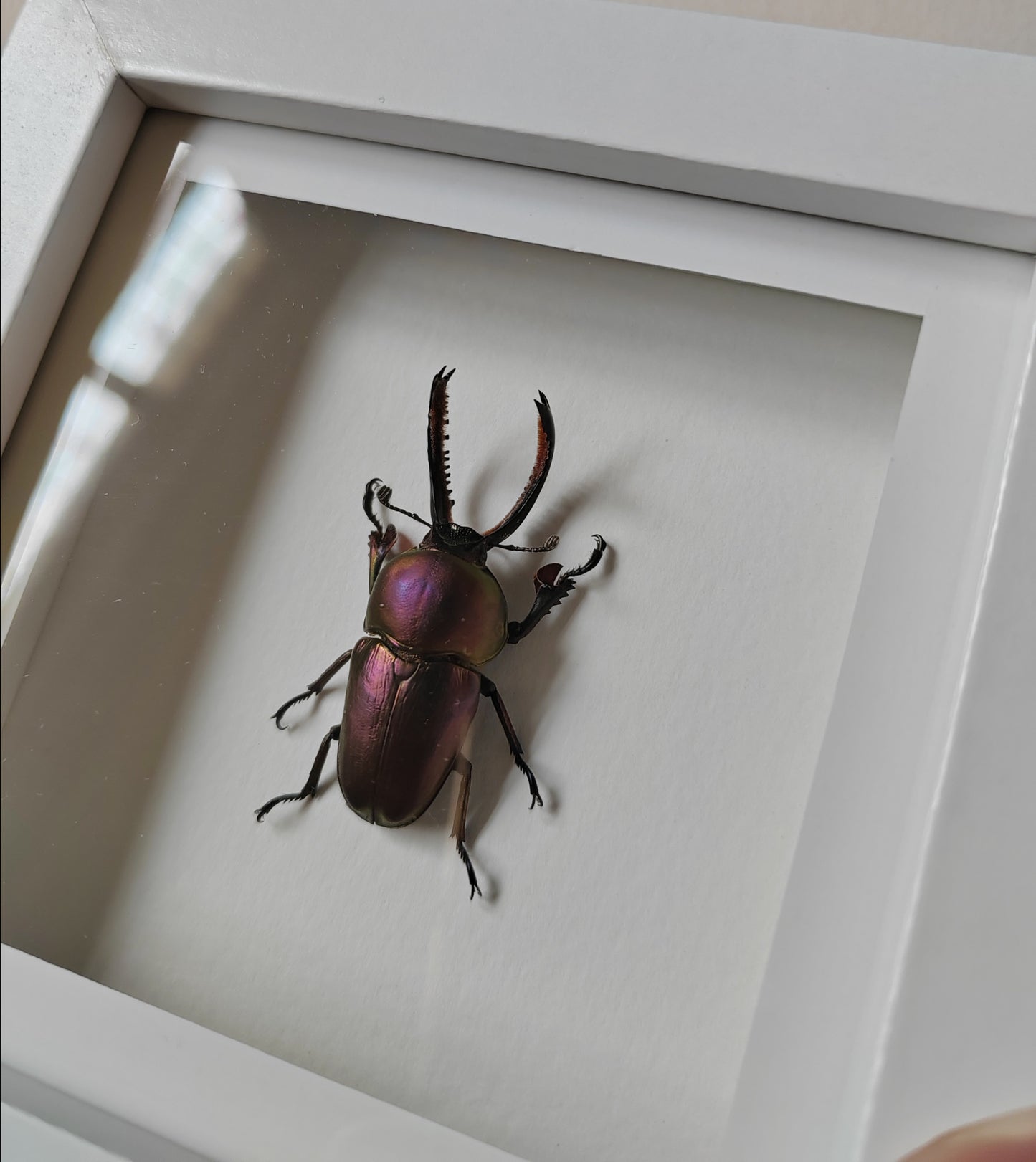Lamprima adolphinae, rare purple colour form! Real framed stag beetle specimen