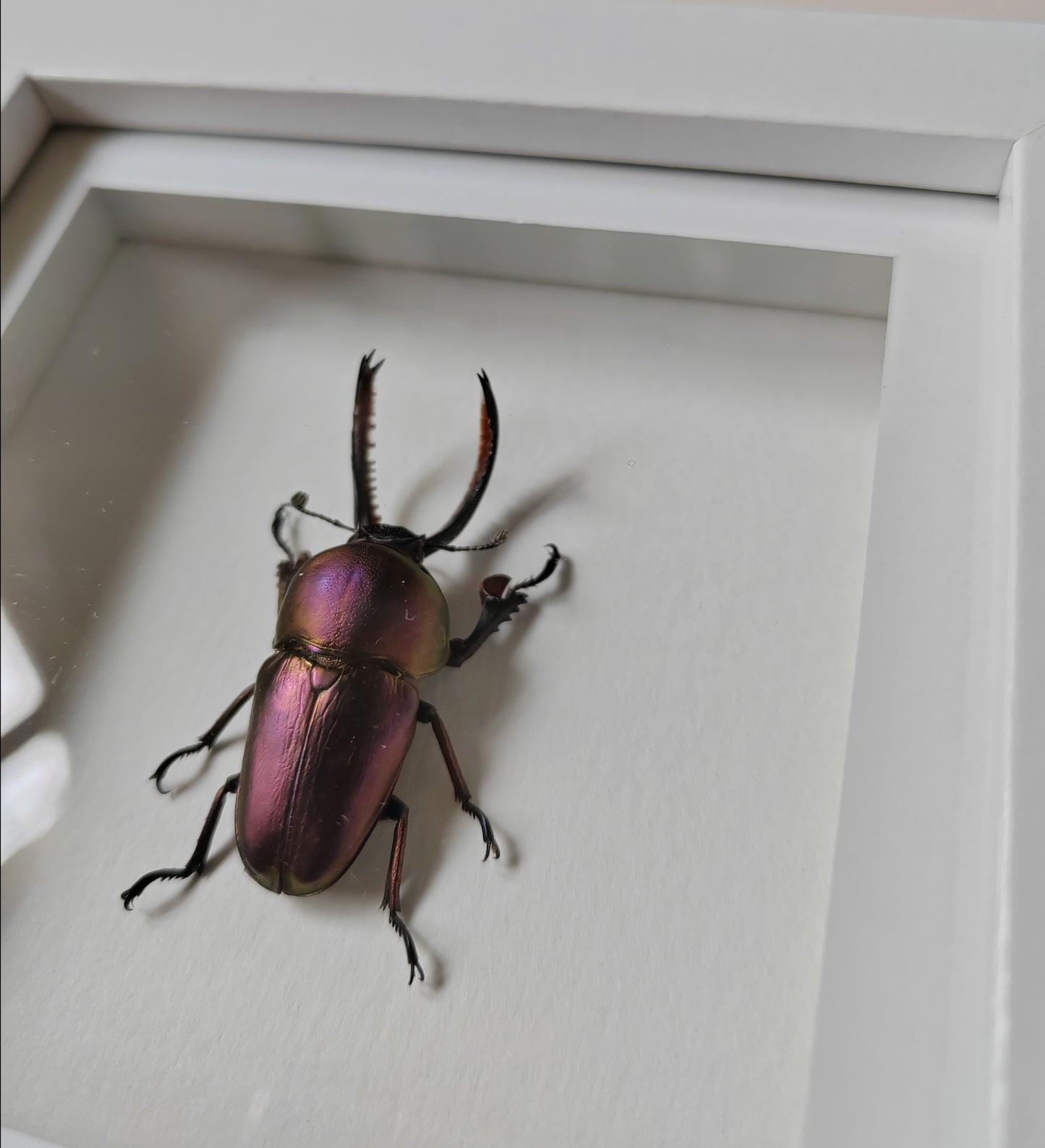 Lamprima adolphinae, rare purple colour form! Real framed stag beetle specimen