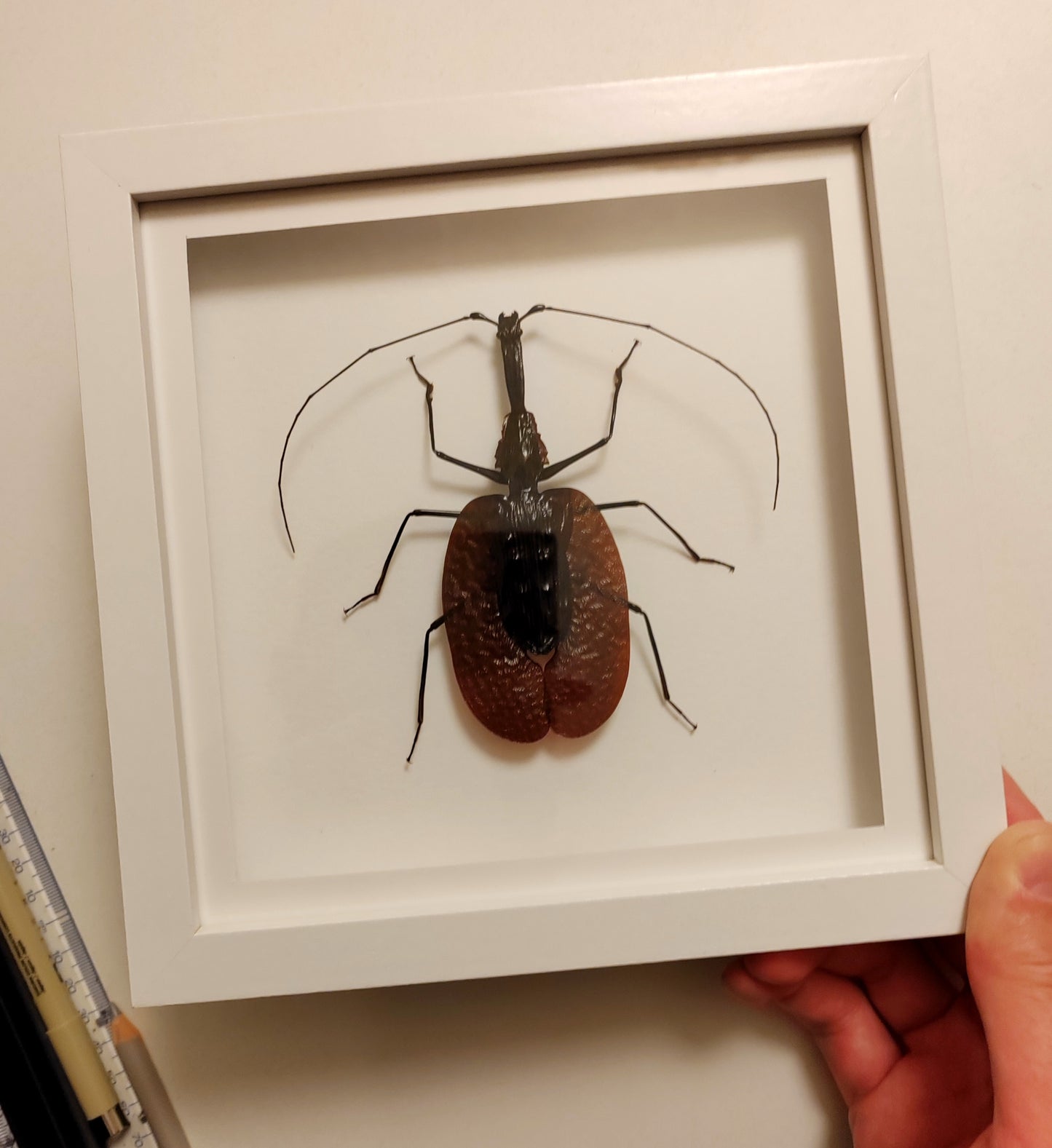Mormolyce phyllodes, Violin Beetle, real framed specimen