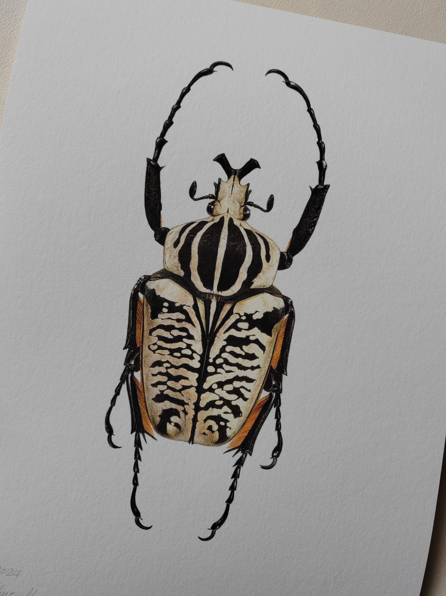 Goliathus albosignatus kirkianus, limited edition art print, A4 size