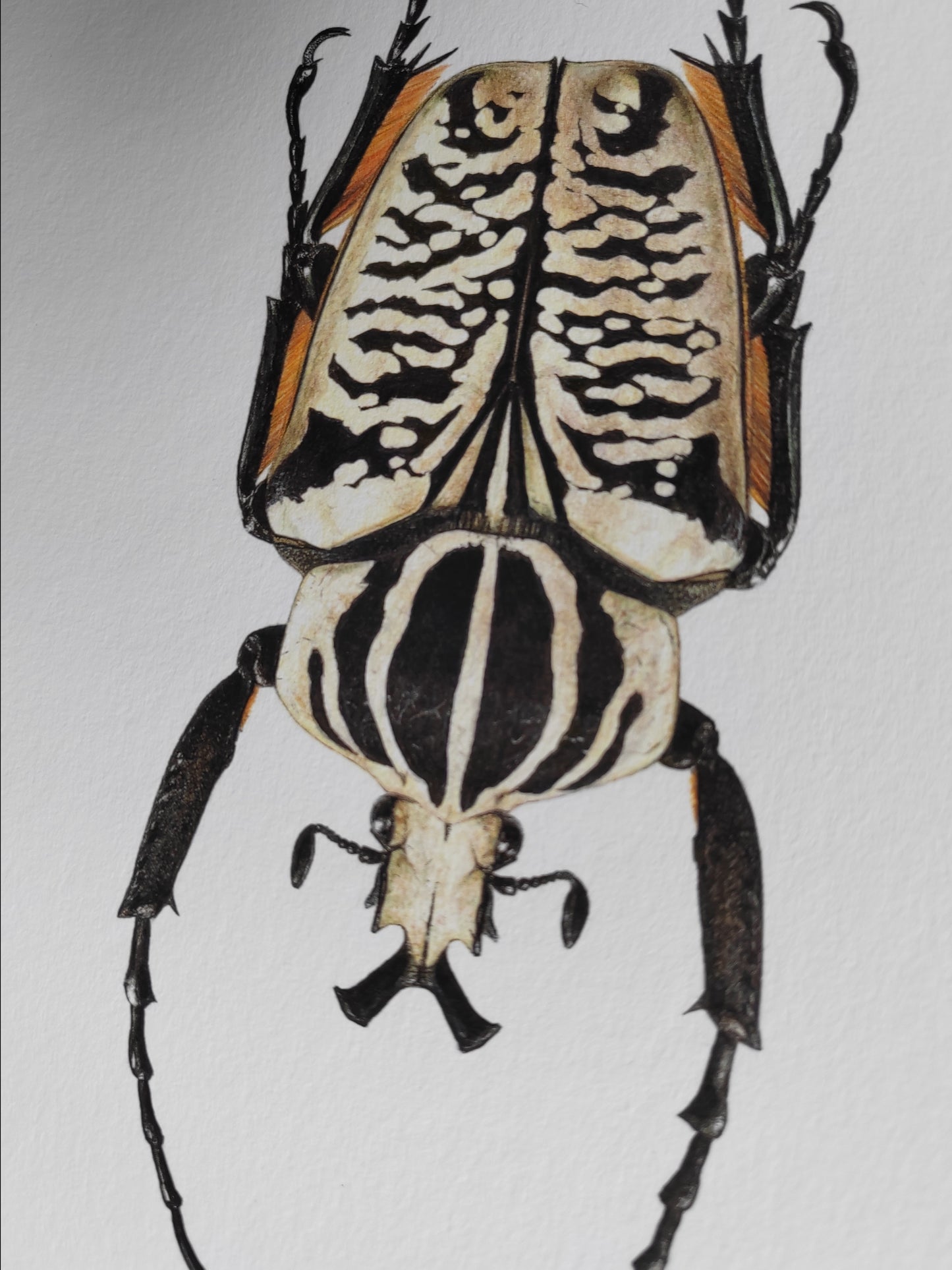 Goliathus albosignatus kirkianus, limited edition art print, A4 size