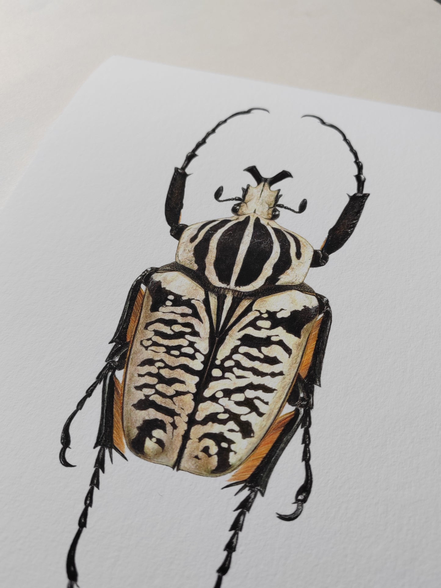 Goliathus albosignatus kirkianus, limited edition art print, A4 size